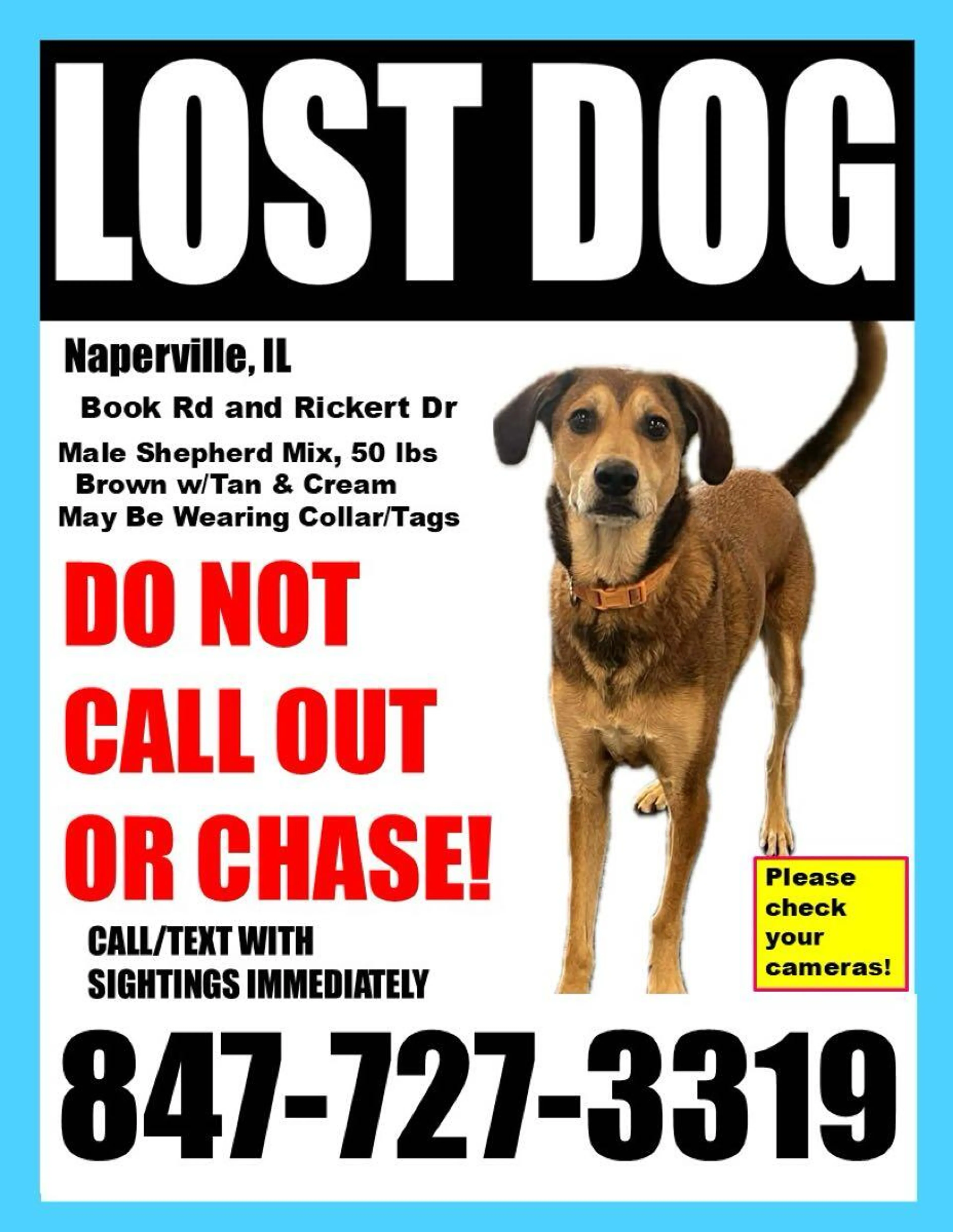 Lost pet