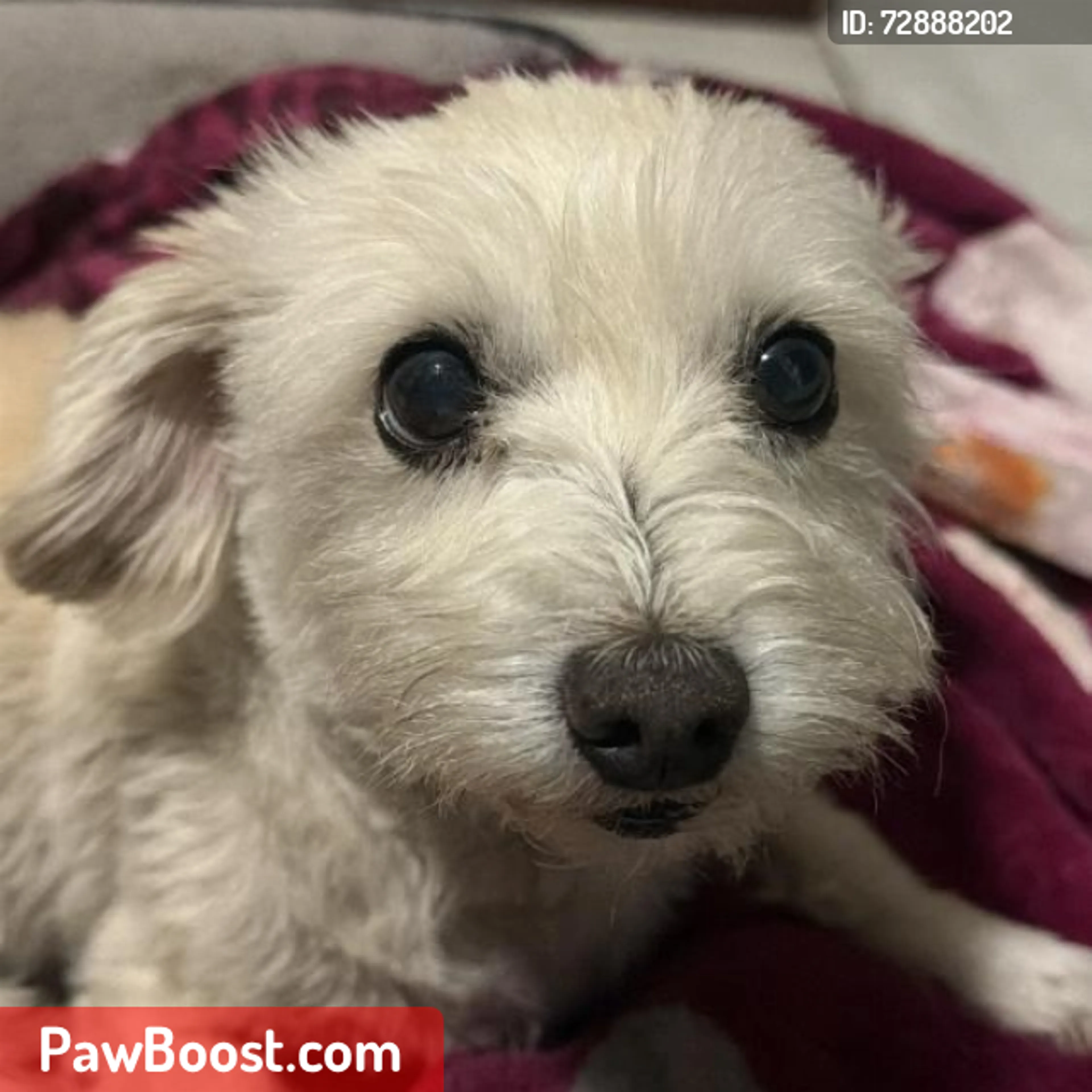 Lost pet