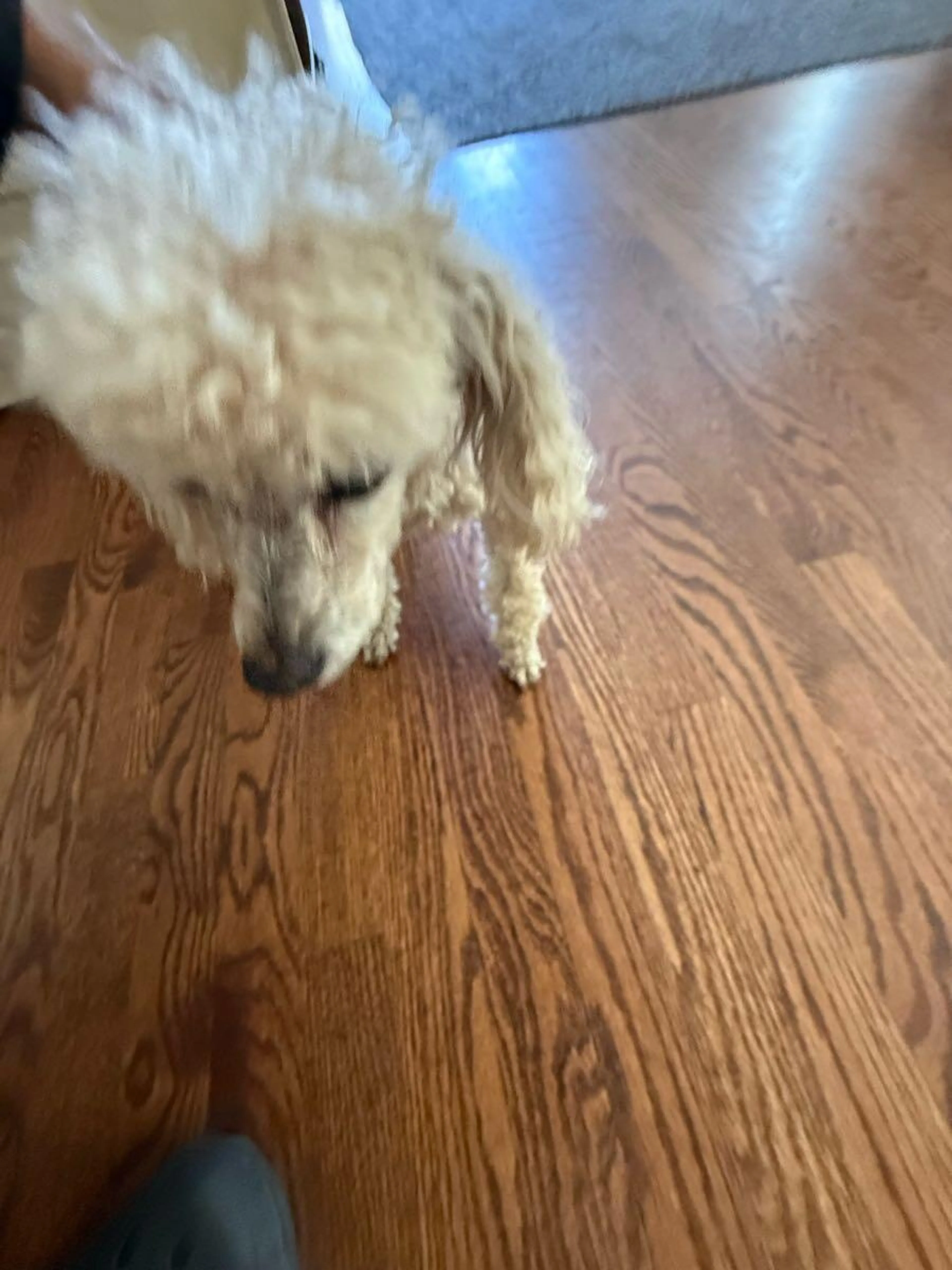 Found pet
