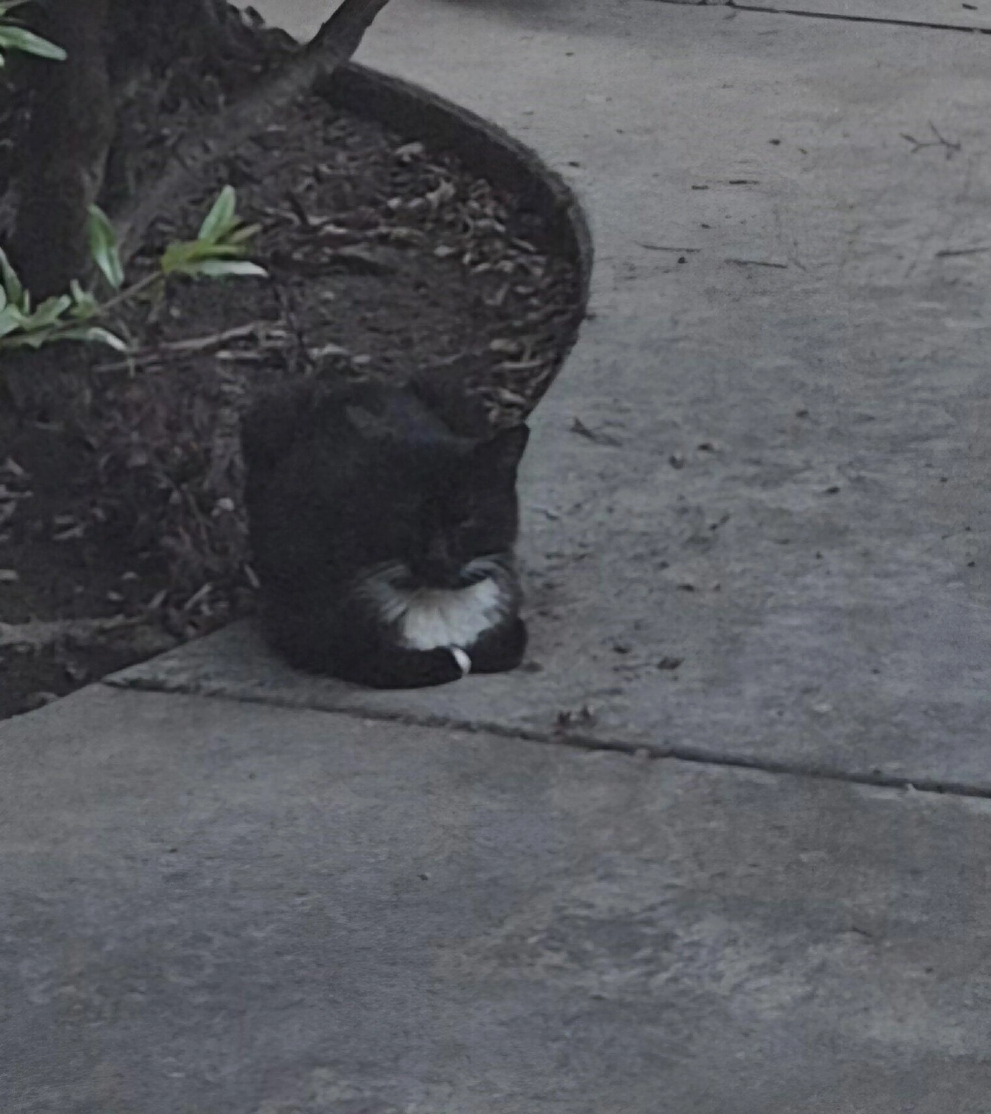 Found pet