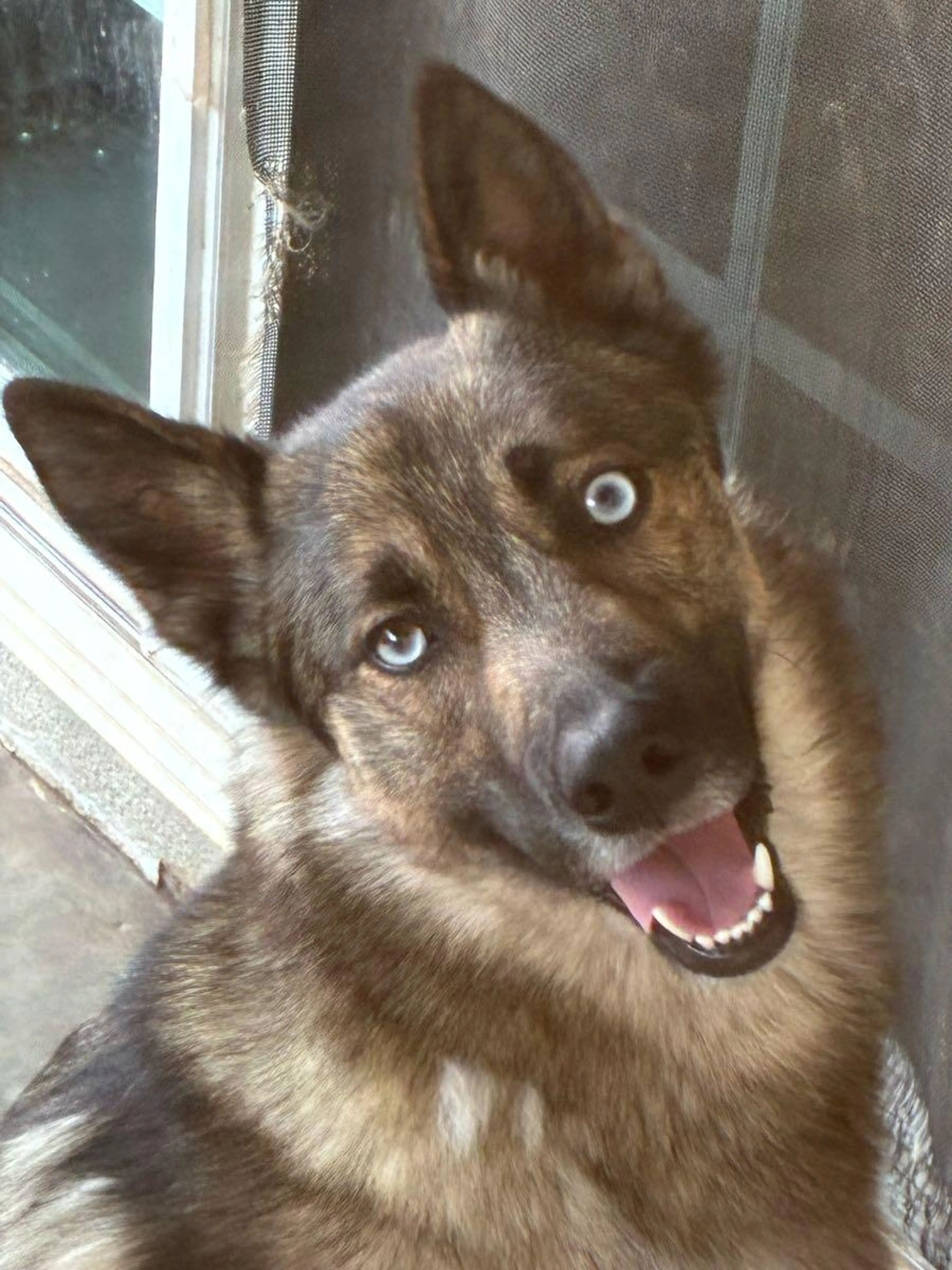 Found pet