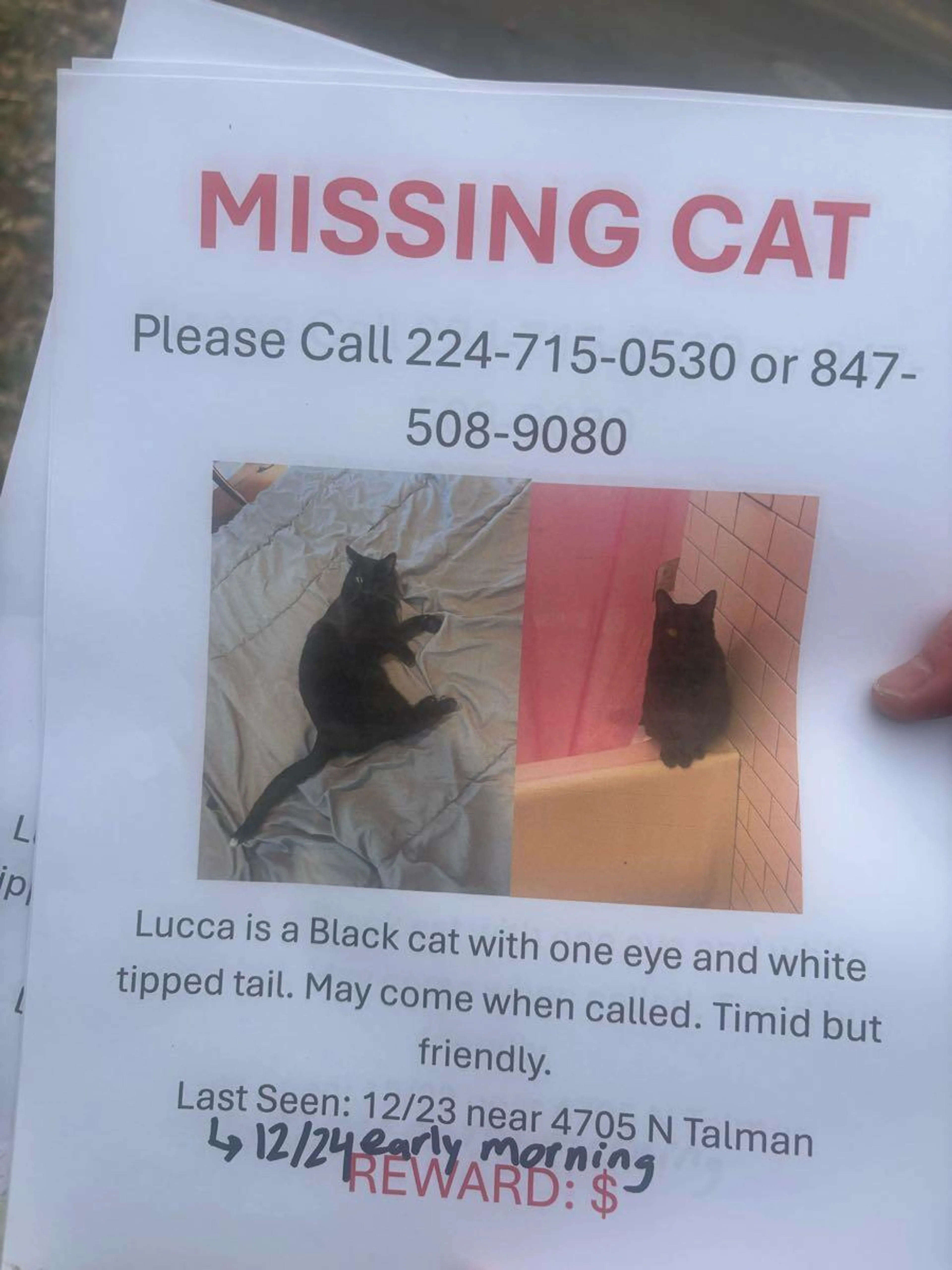 Lost pet