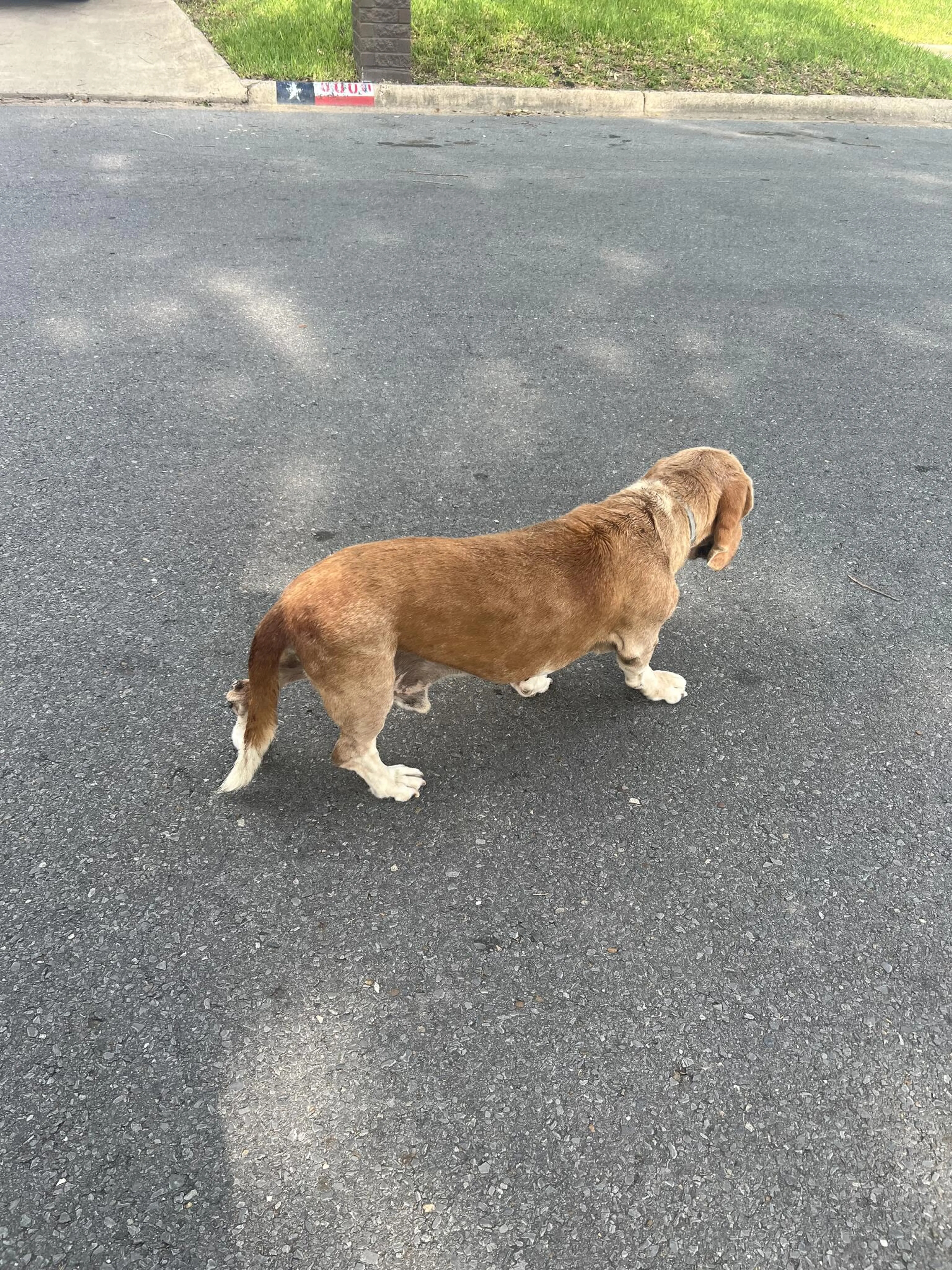 Found pet
