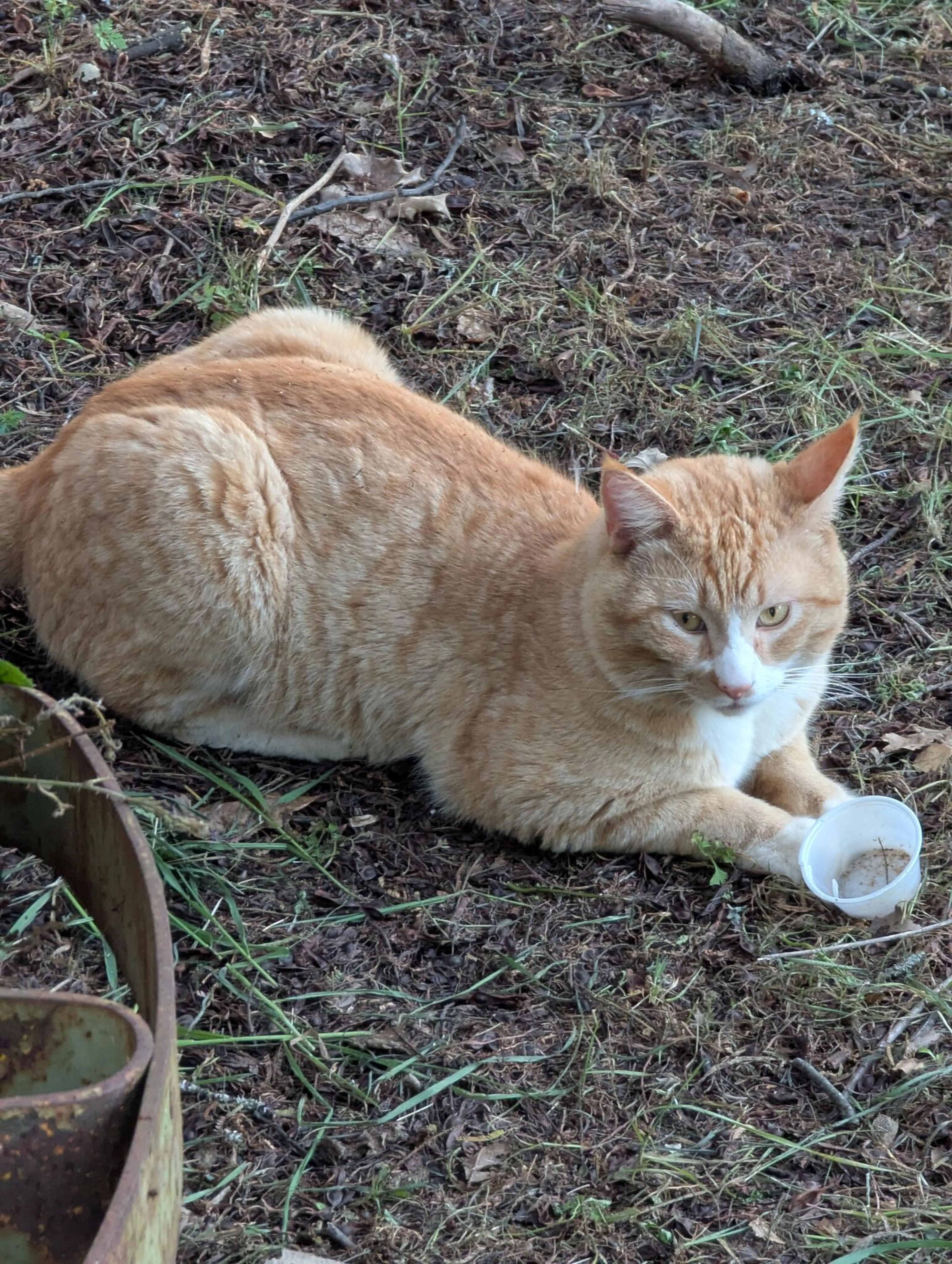 Found pet