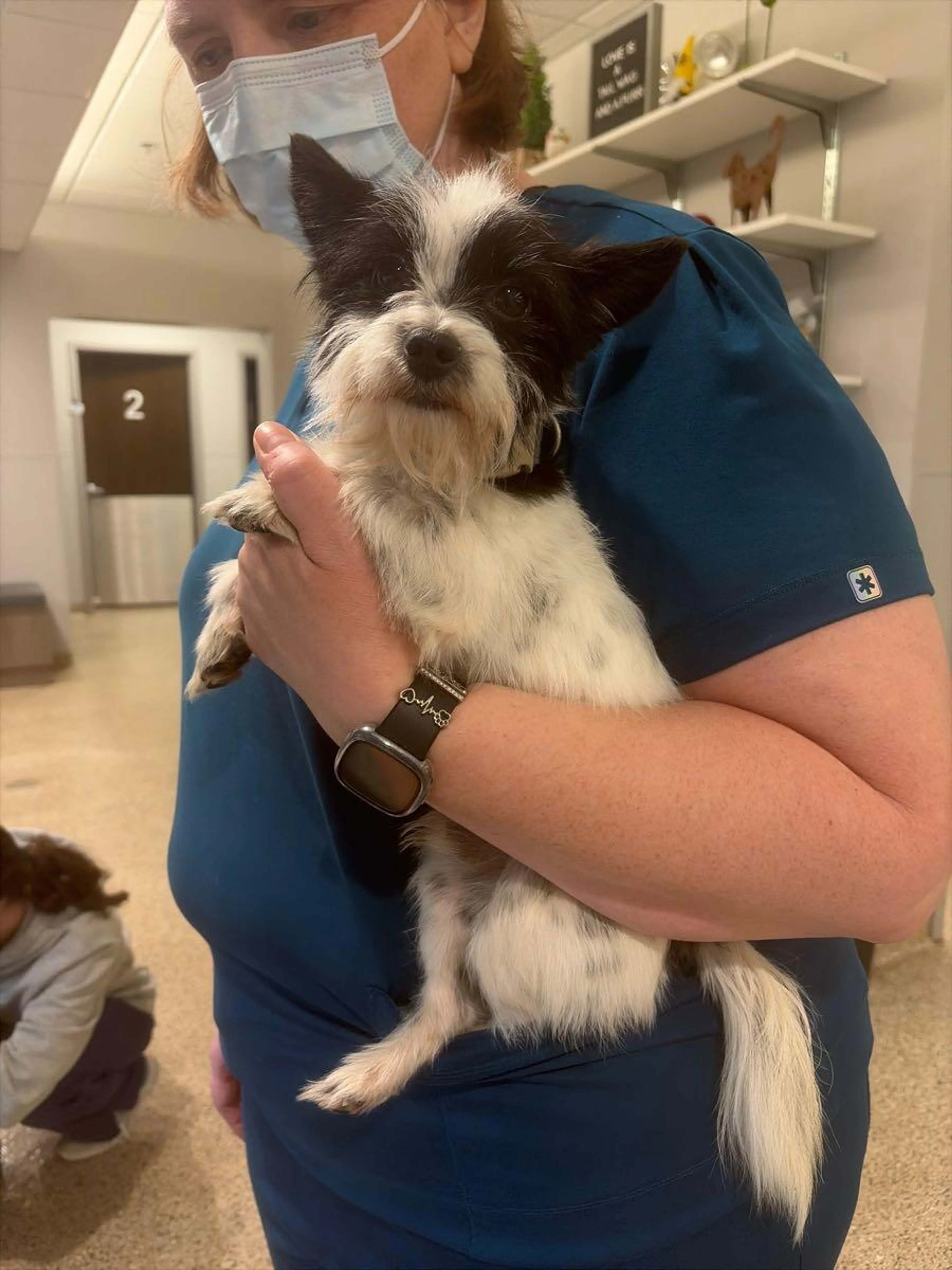 Found pet