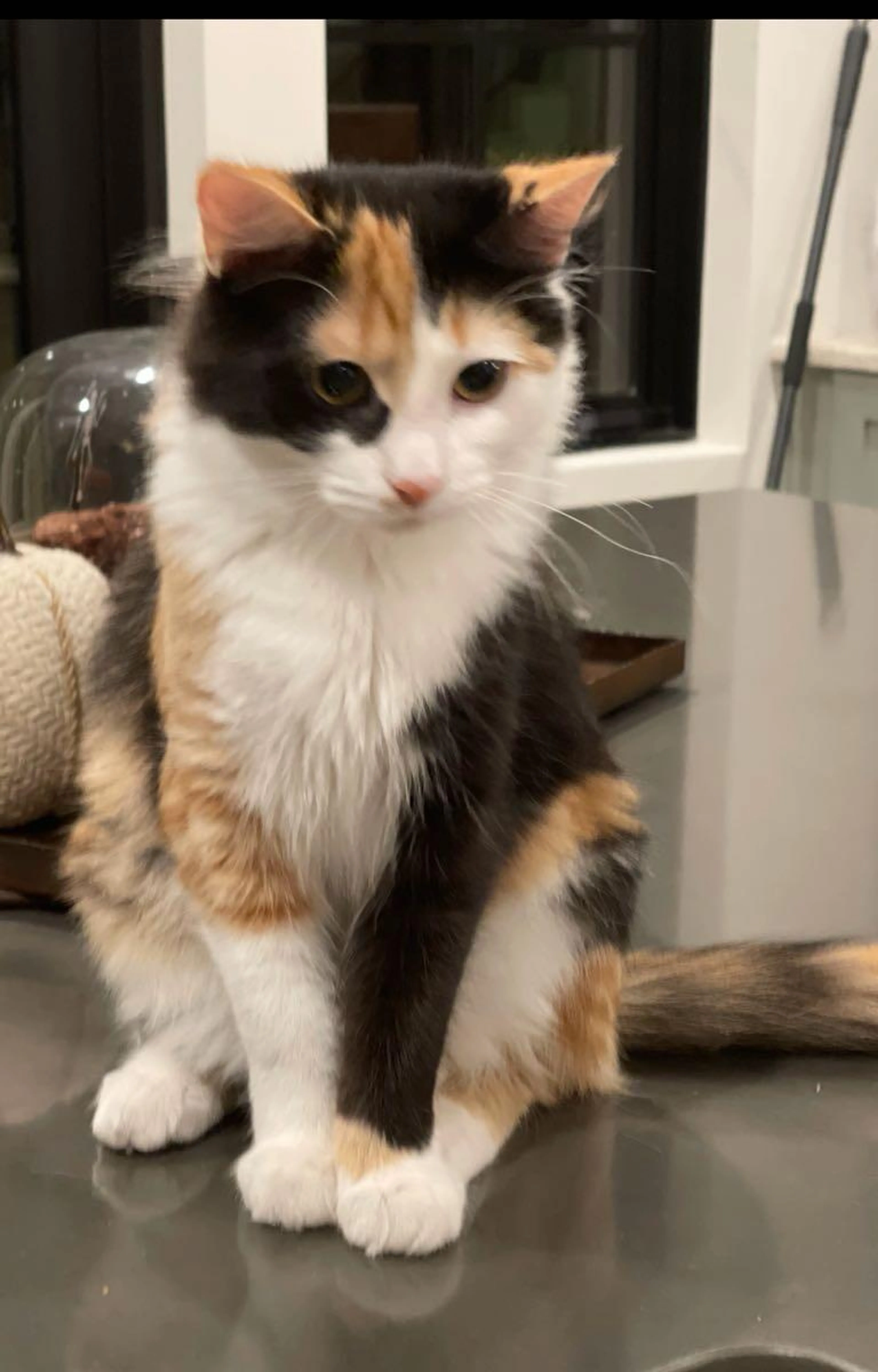 Lost pet