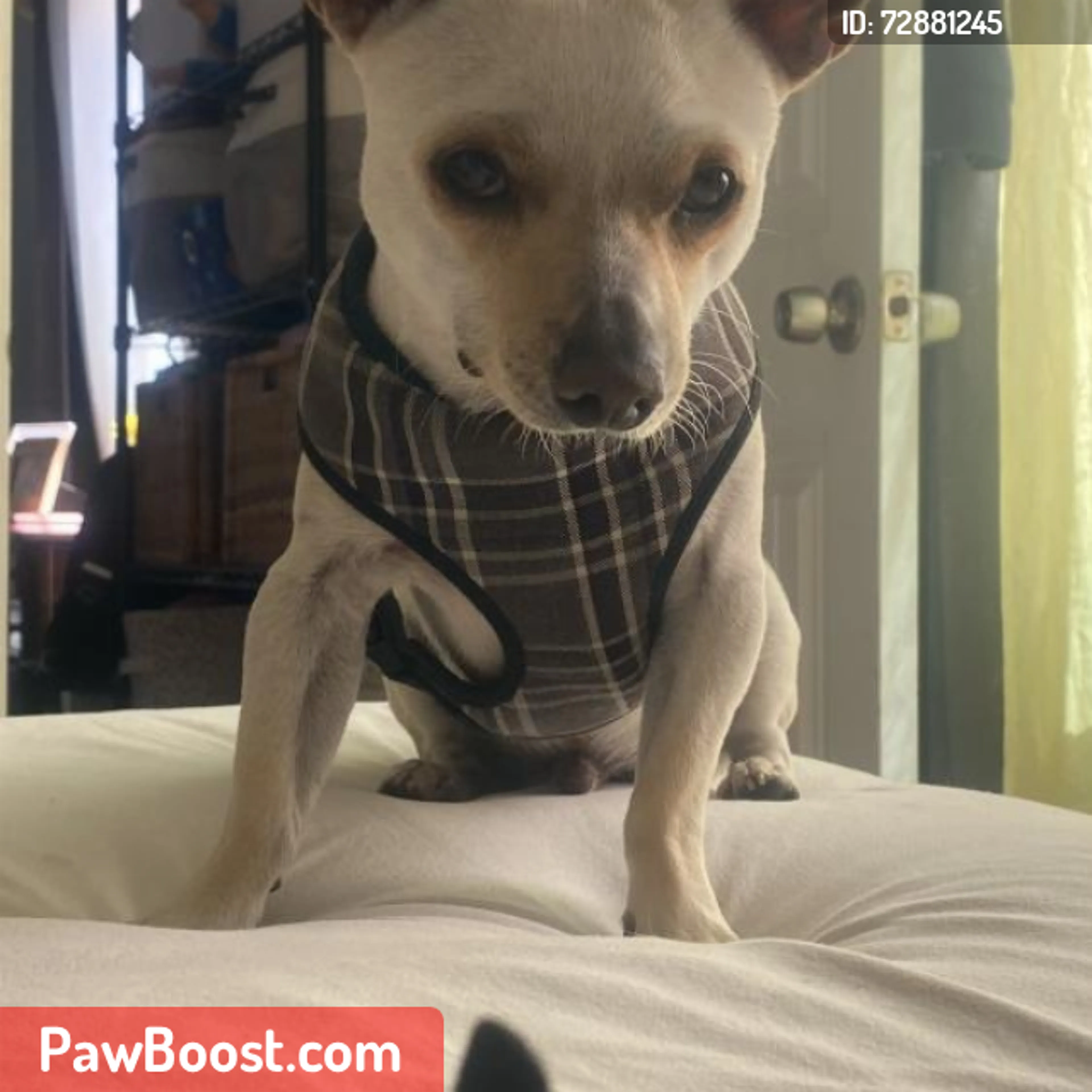 Lost pet