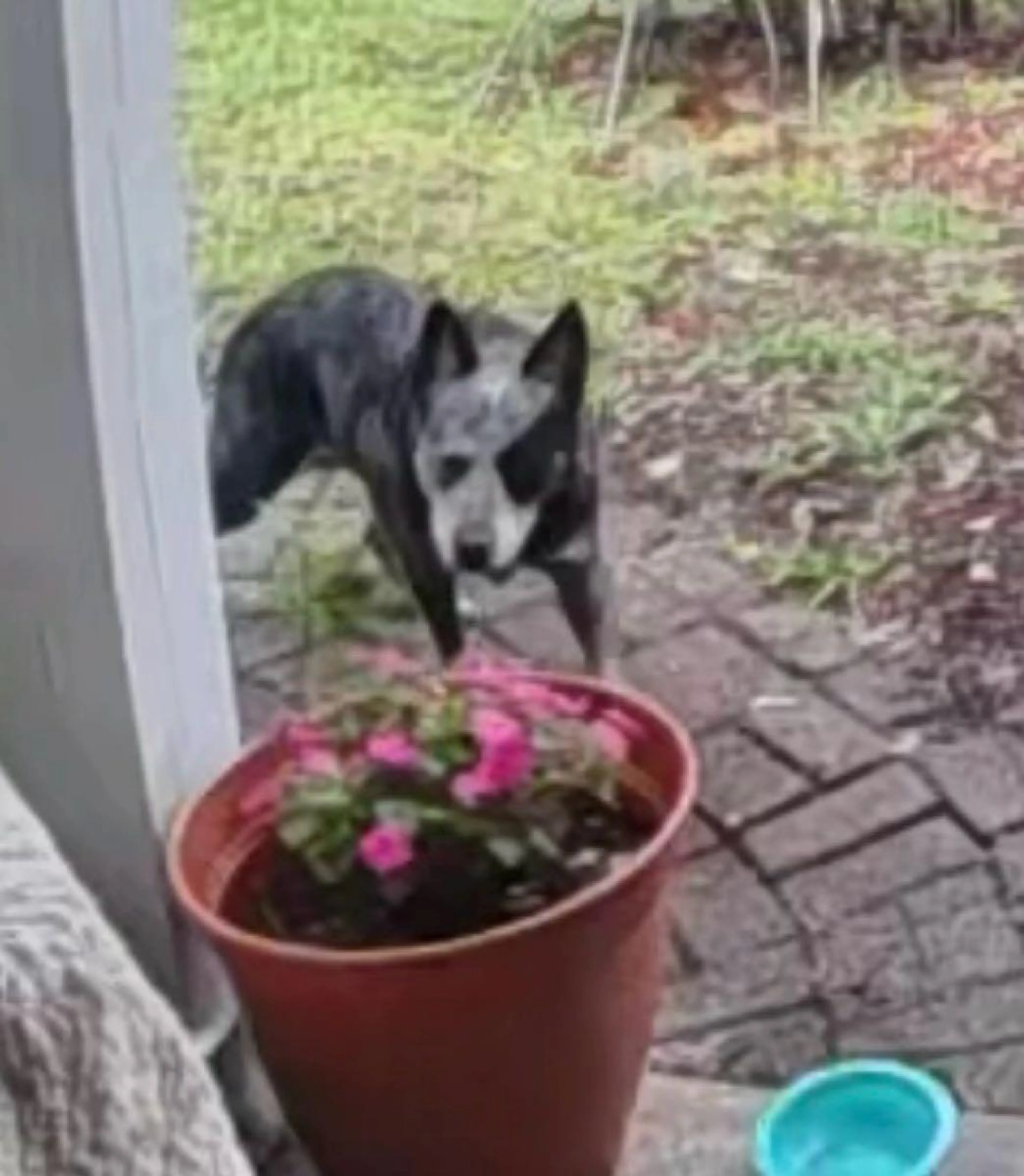 Found pet