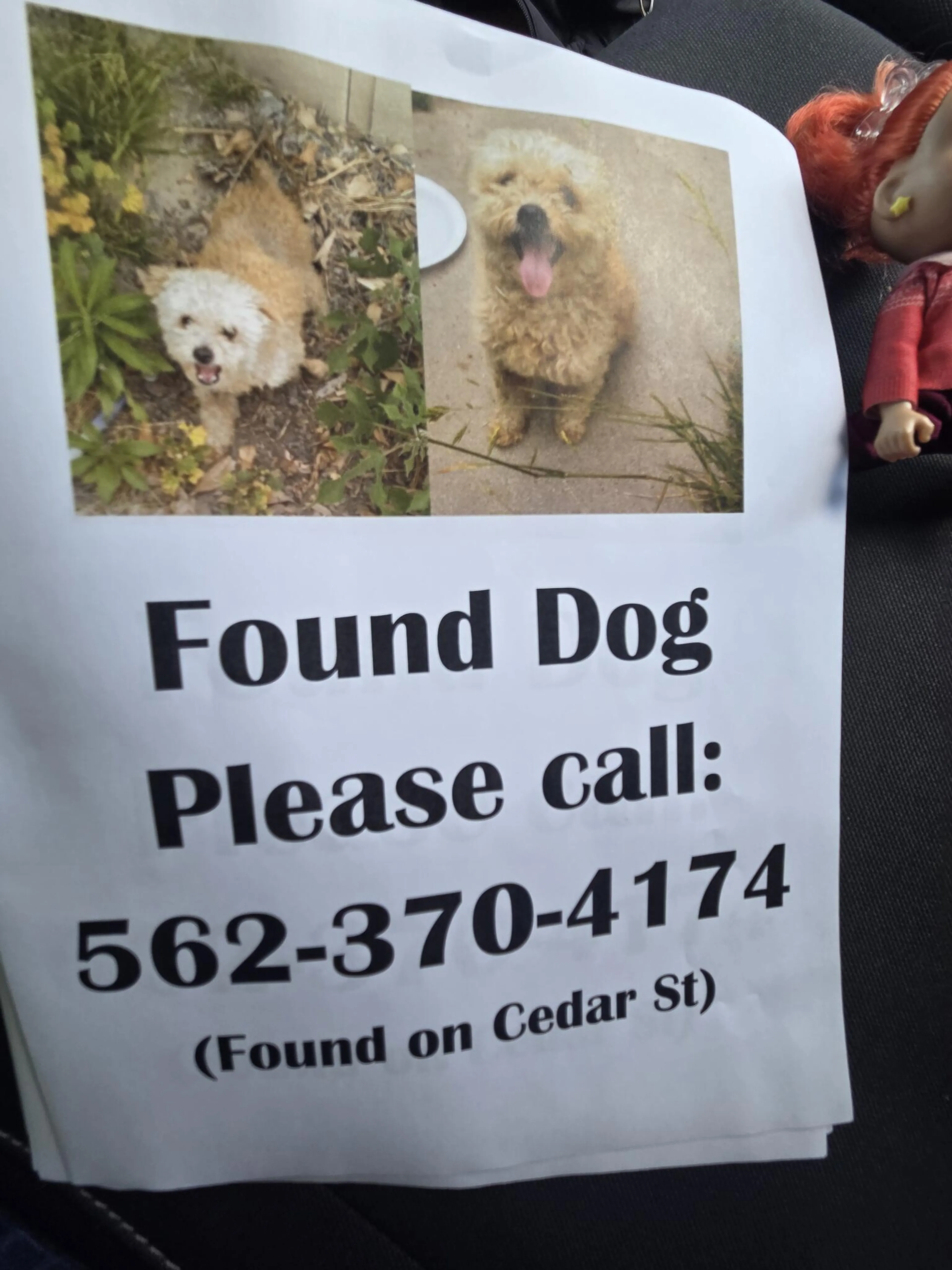 Found pet