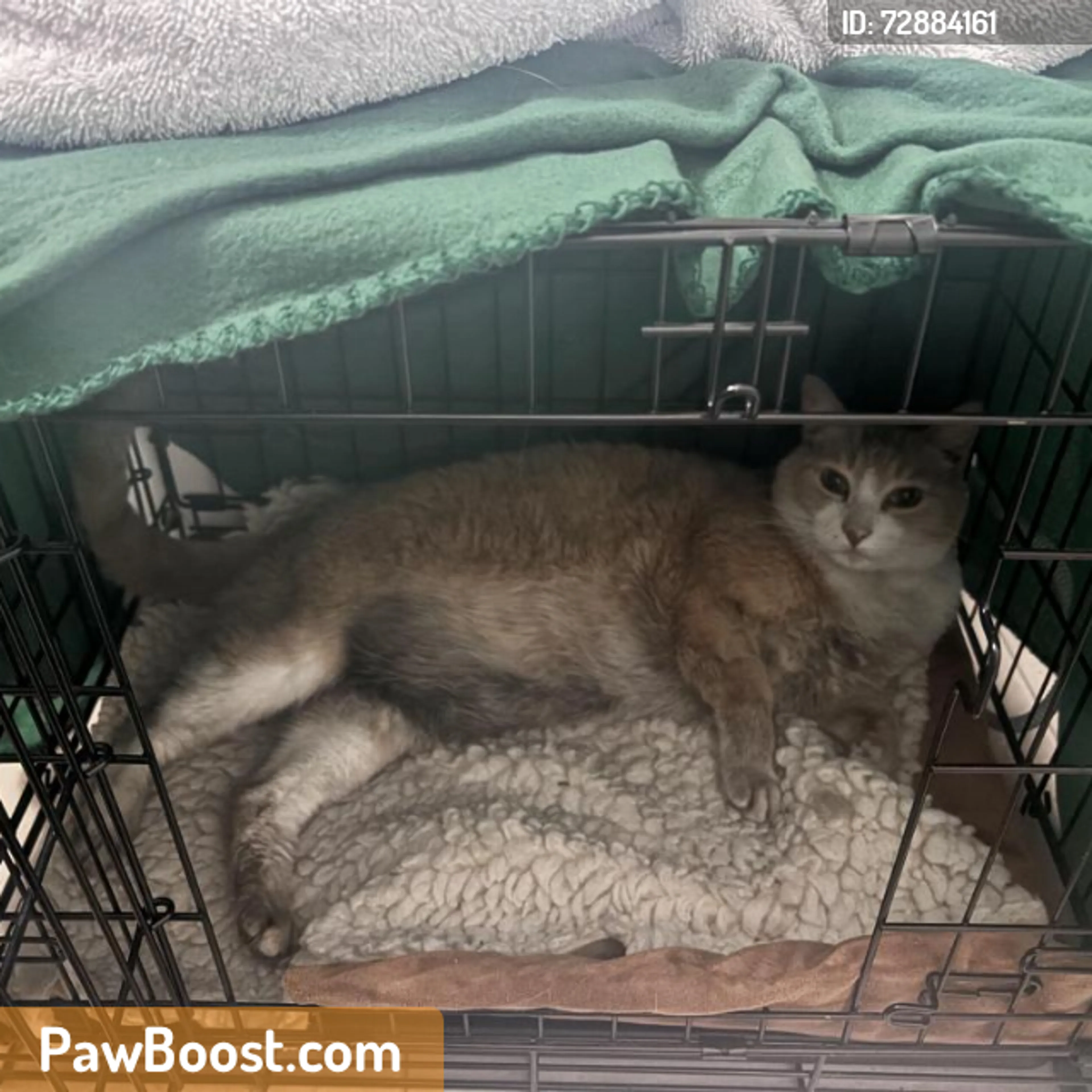 Found pet