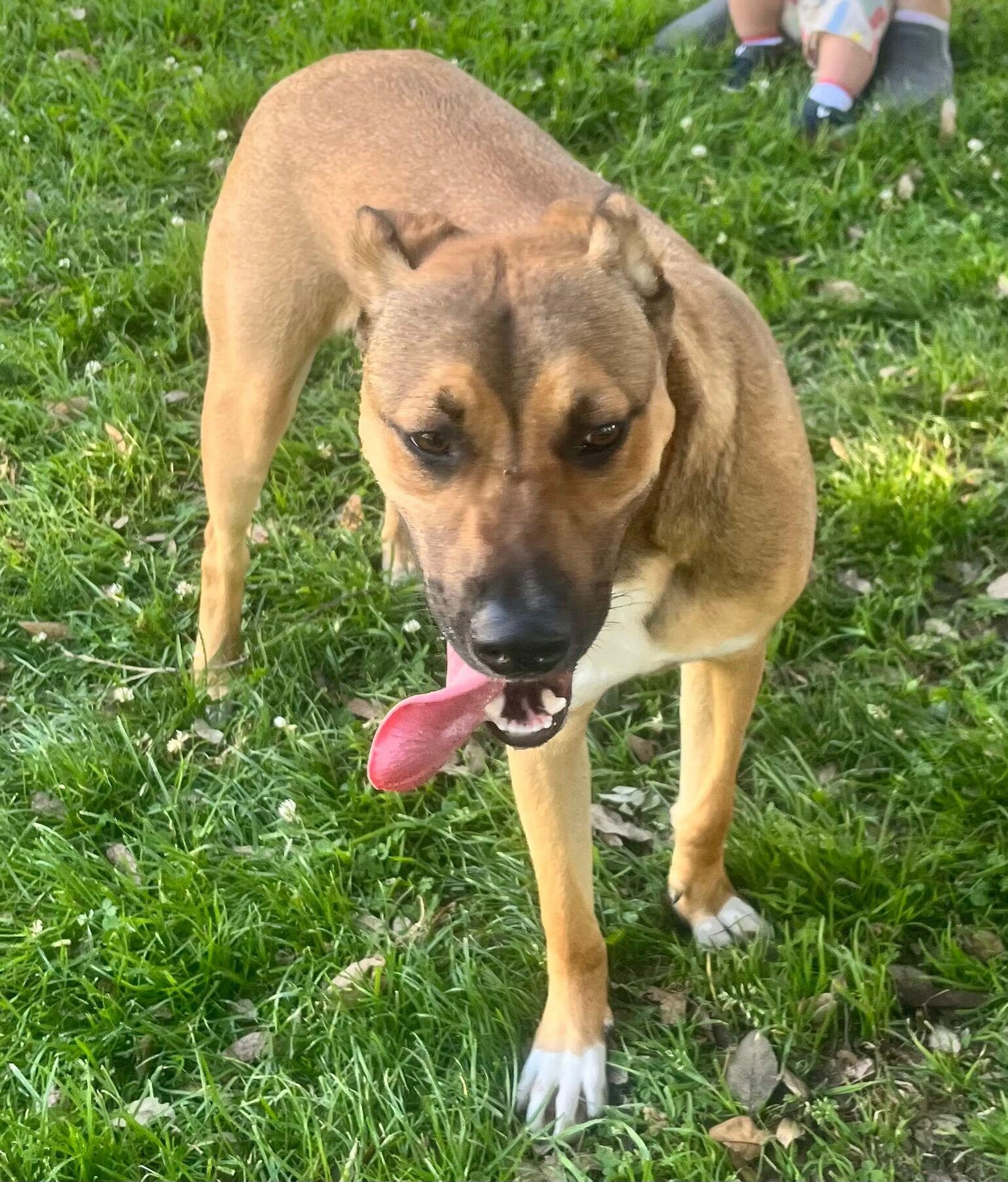 Lost pet