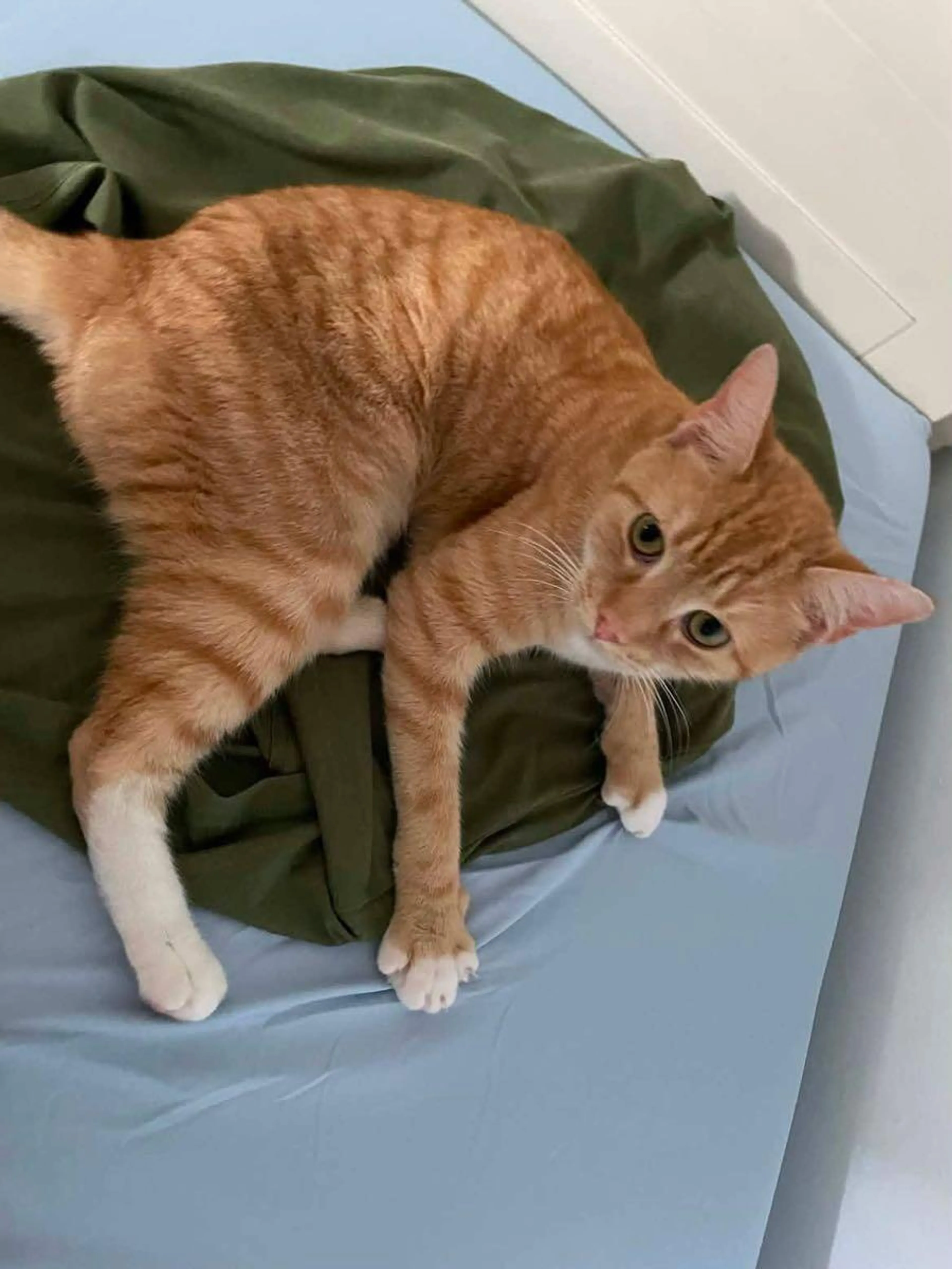Lost pet