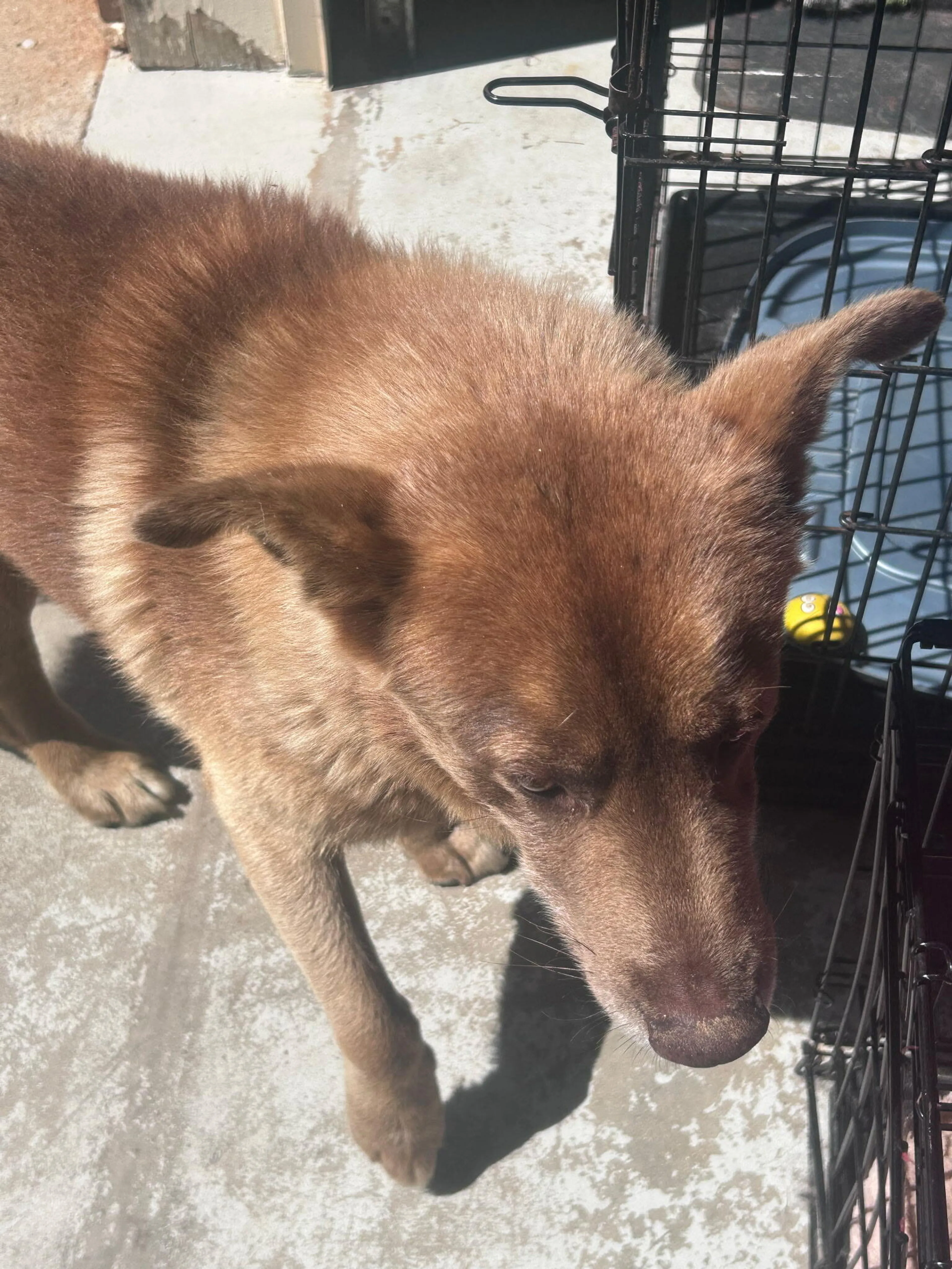 Found pet