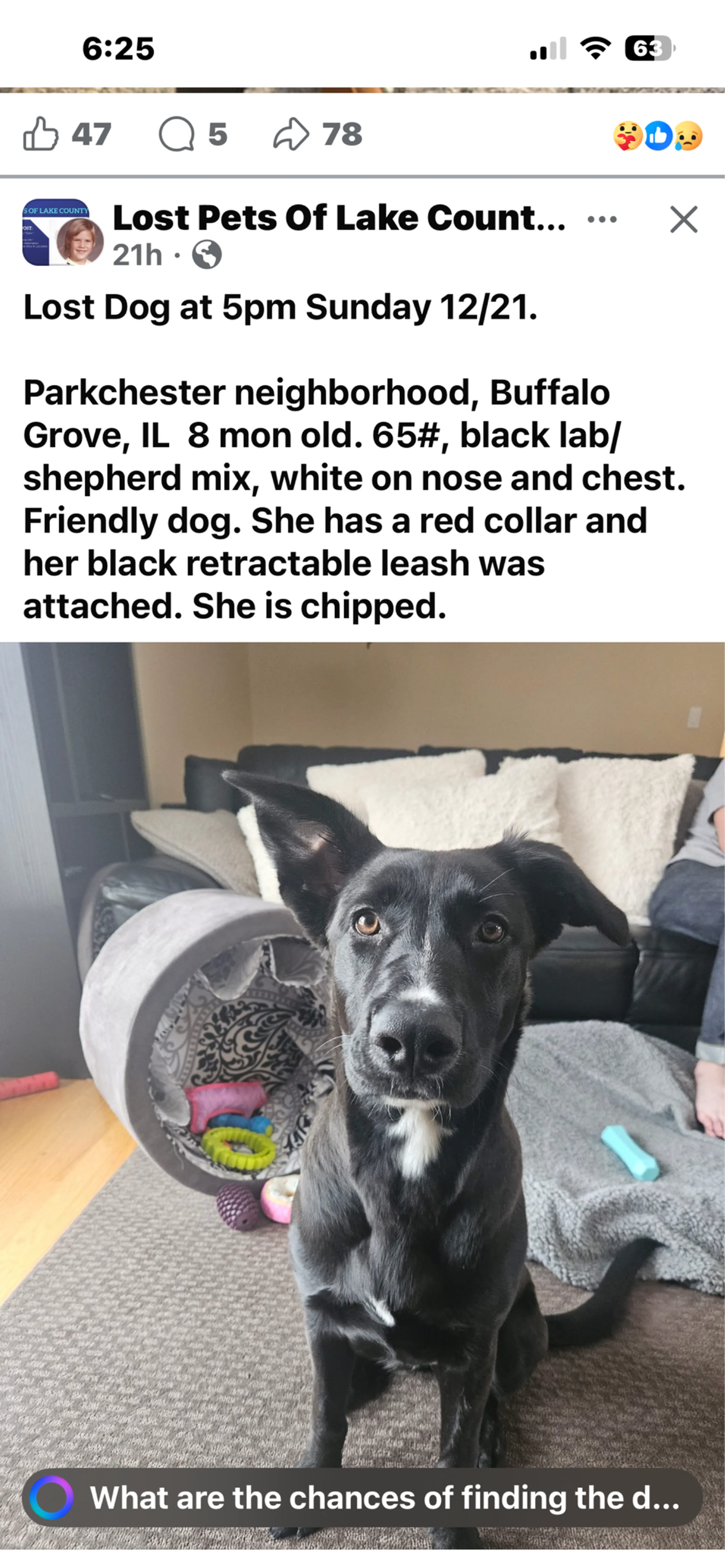 Lost pet