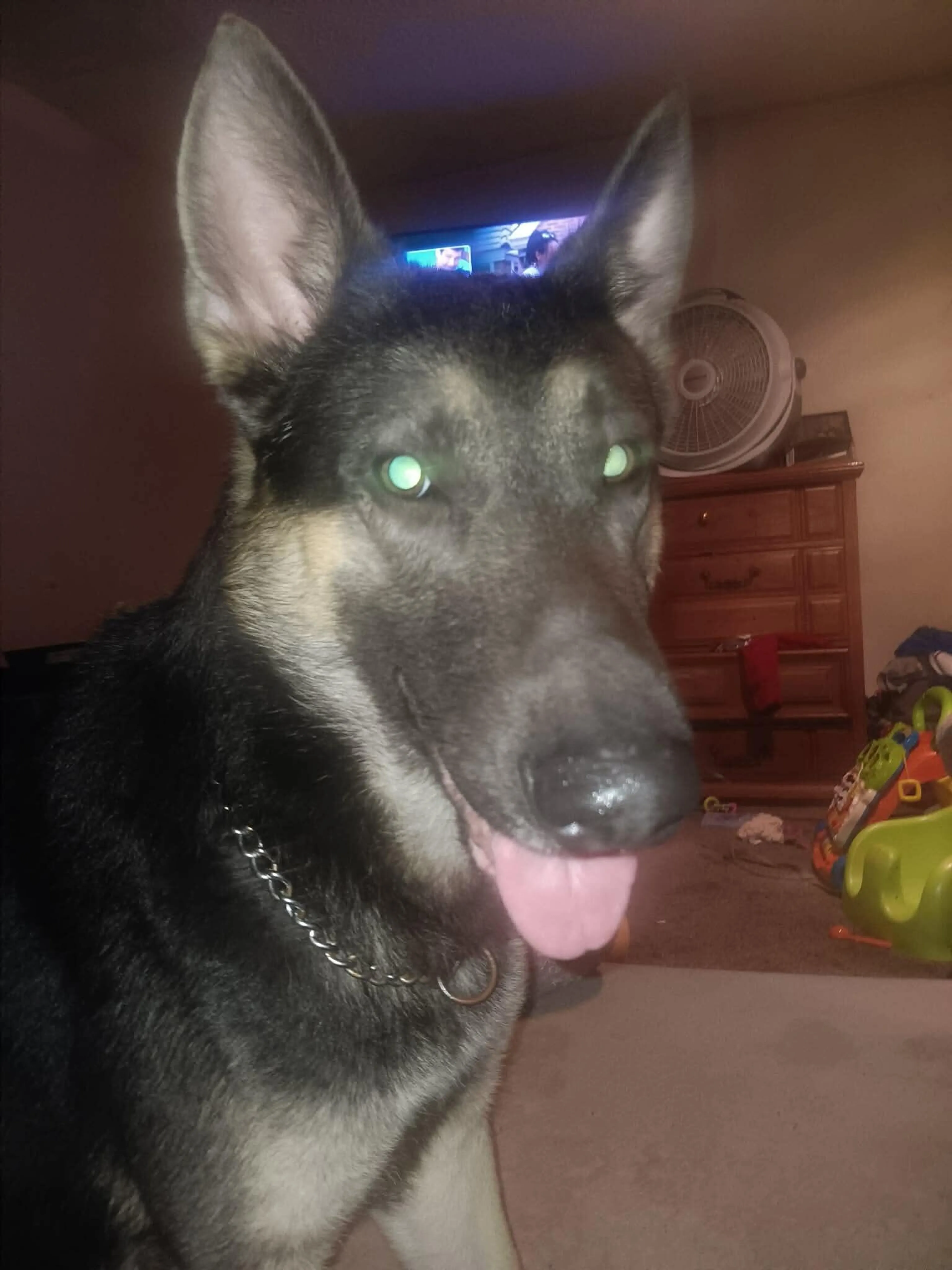 Lost pet