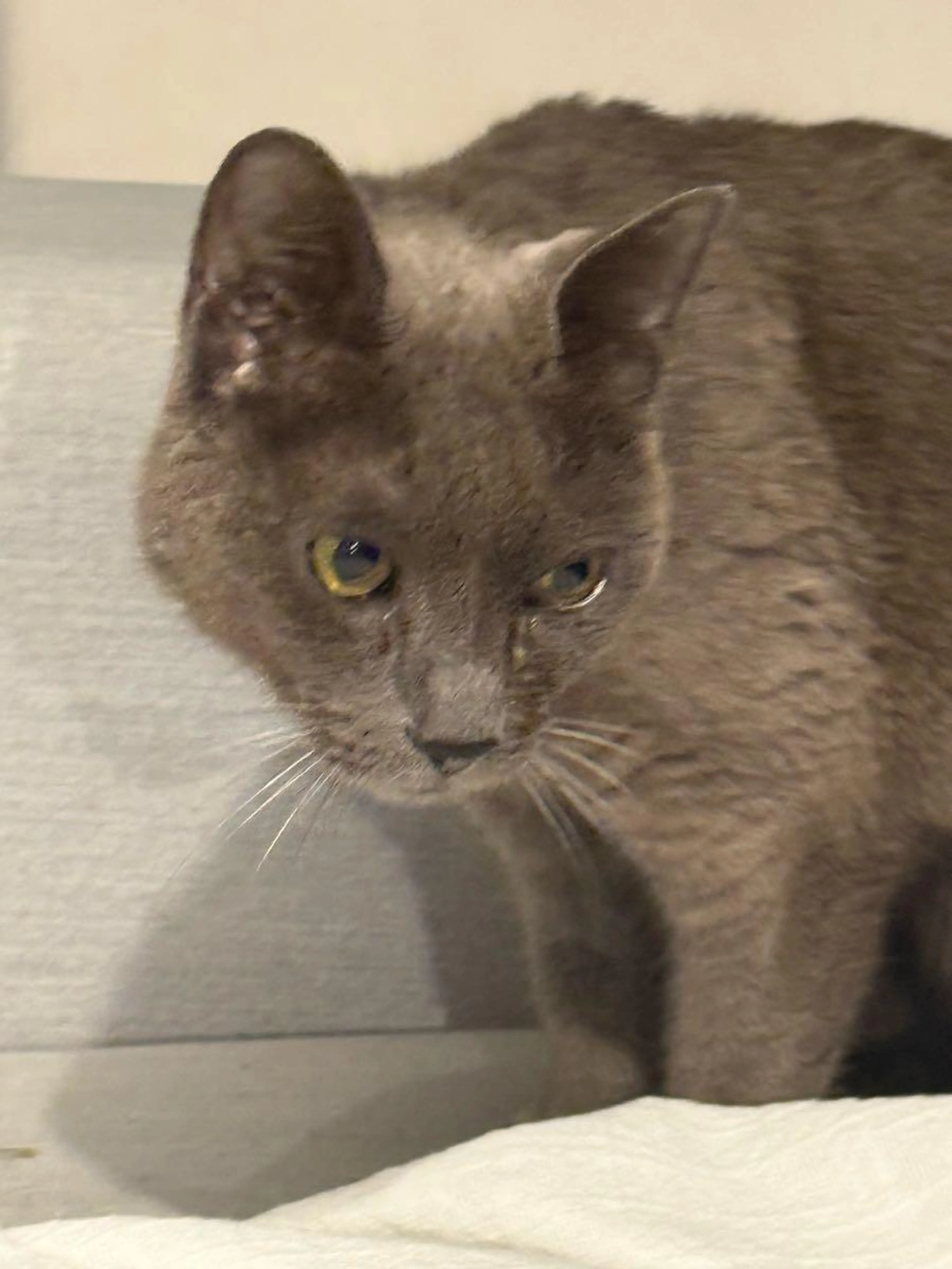 Found pet