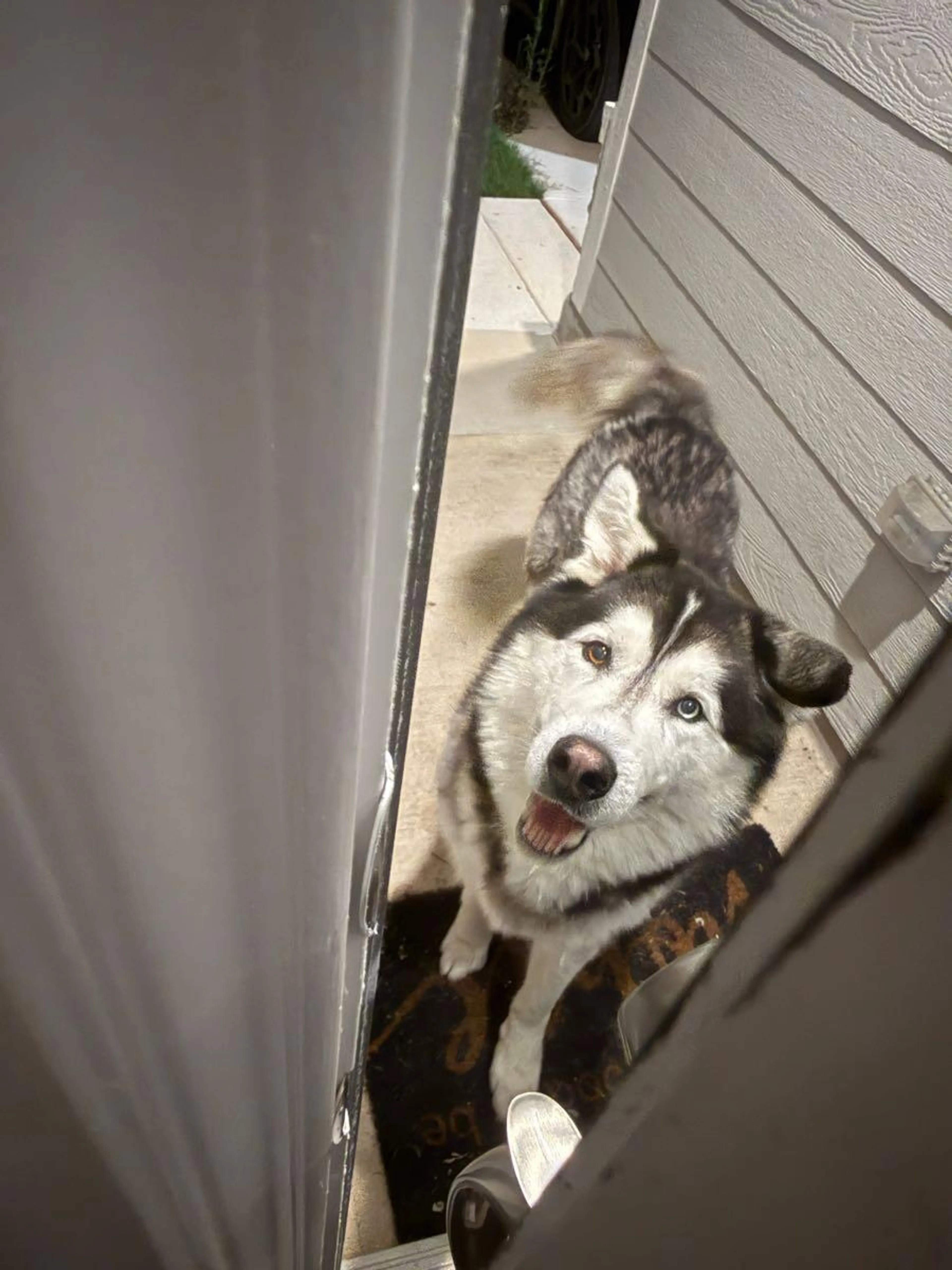 Found pet
