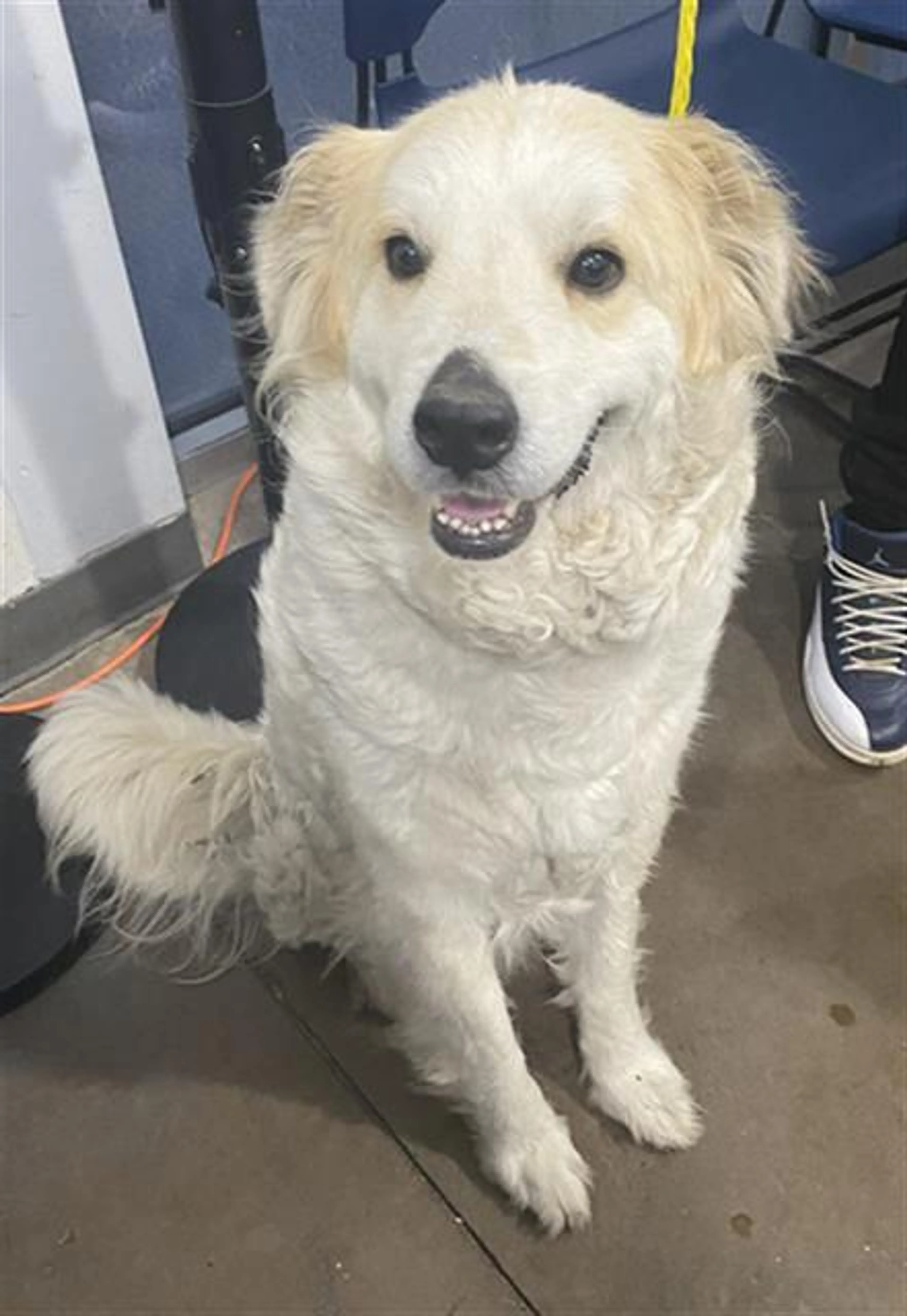 Found pet