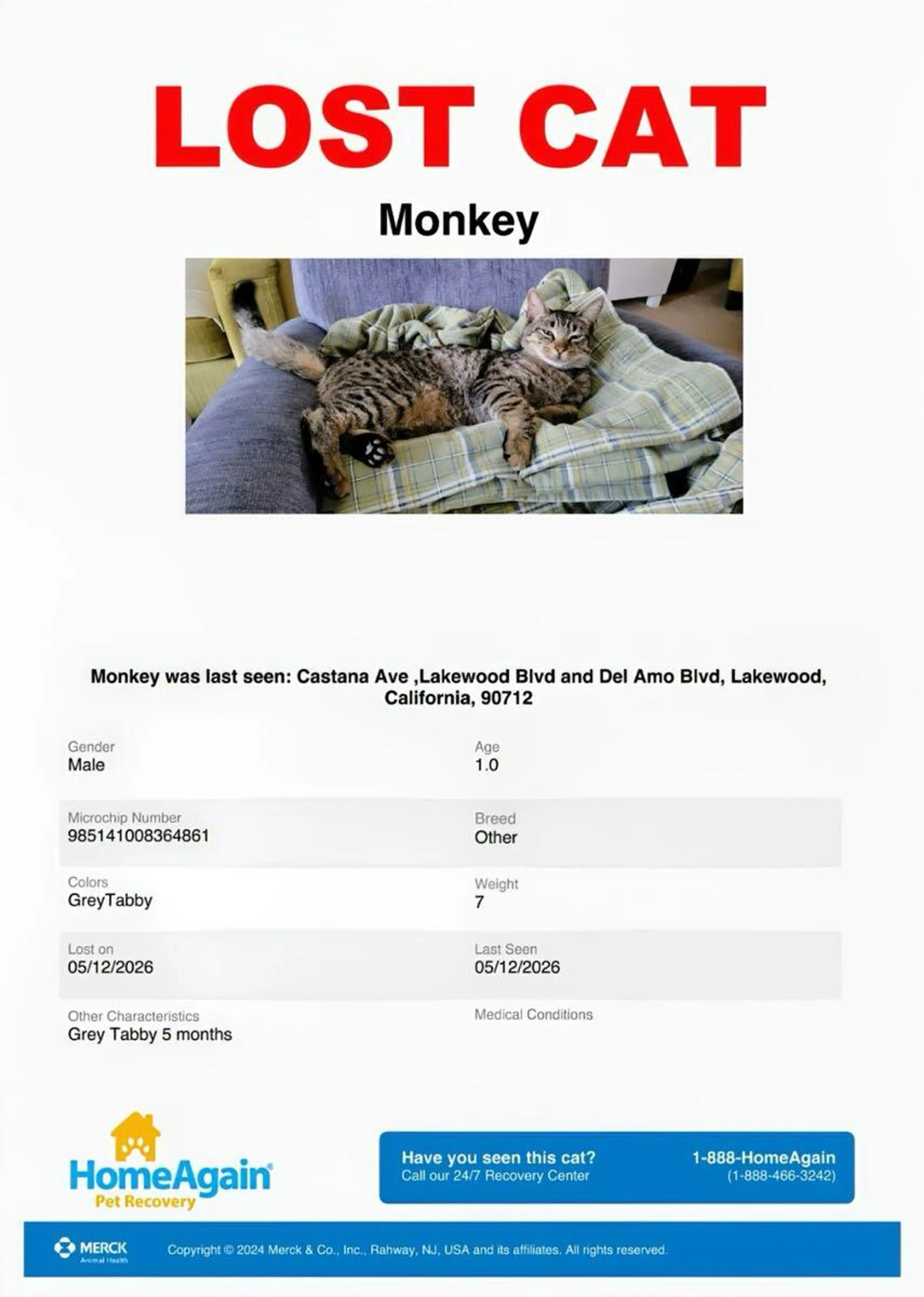 Found pet