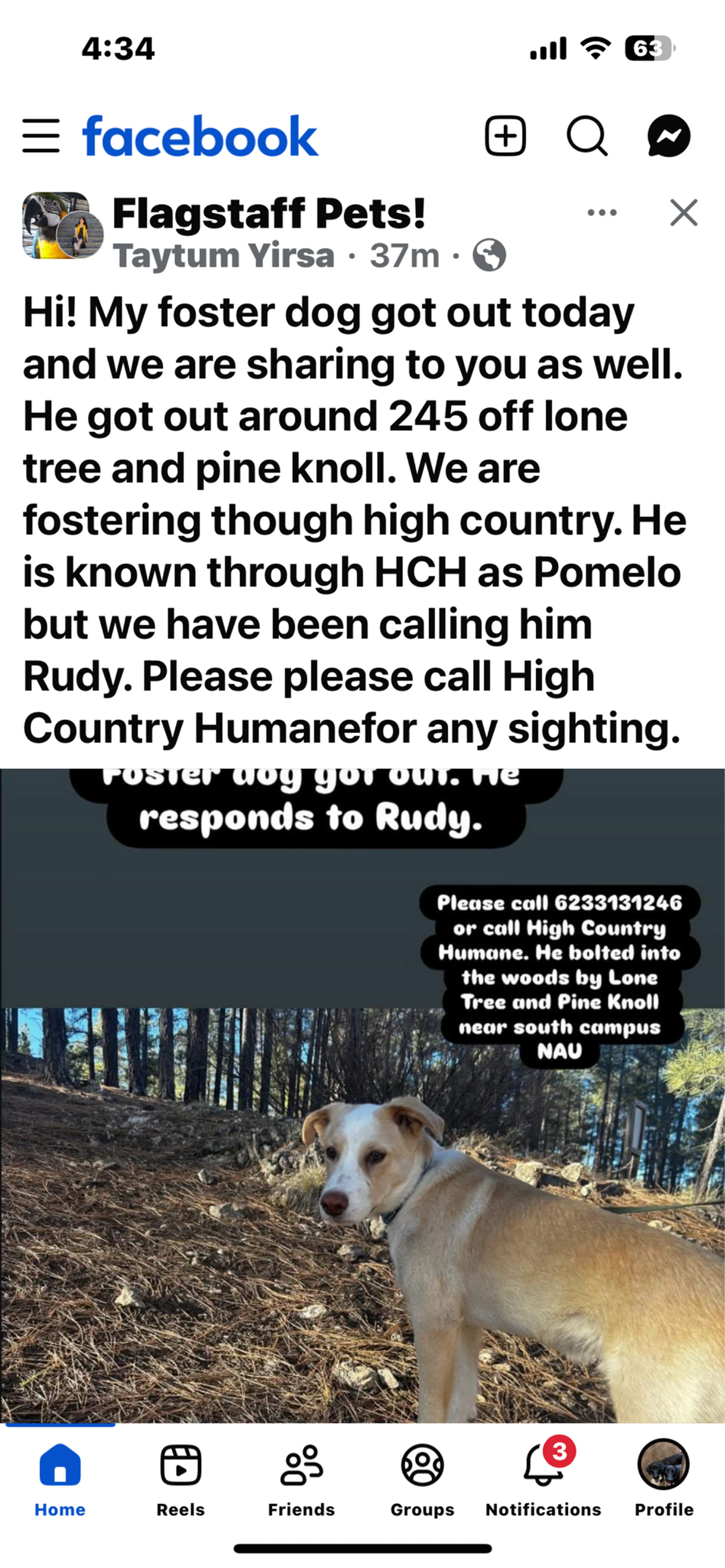 Lost pet