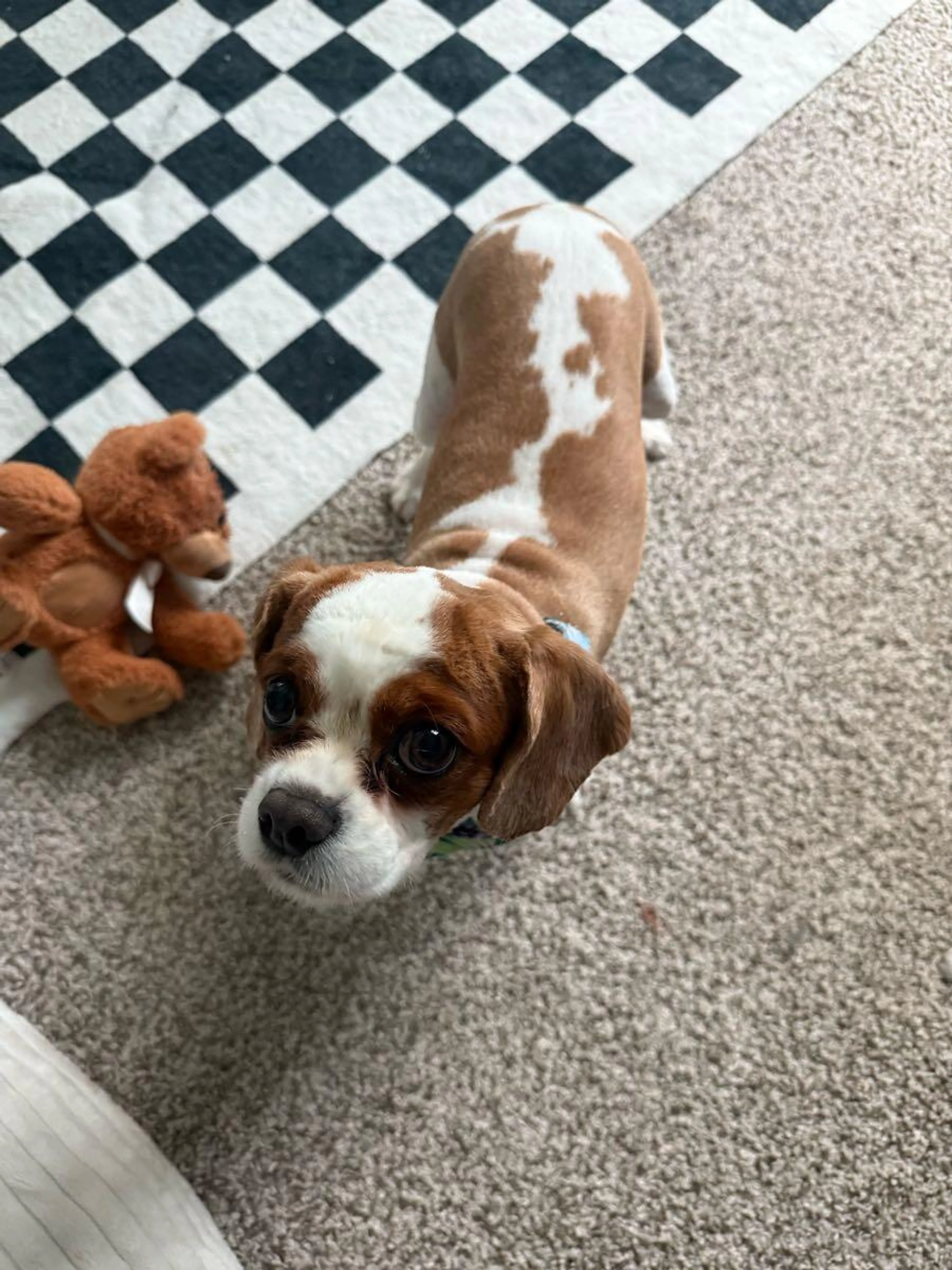 Lost pet