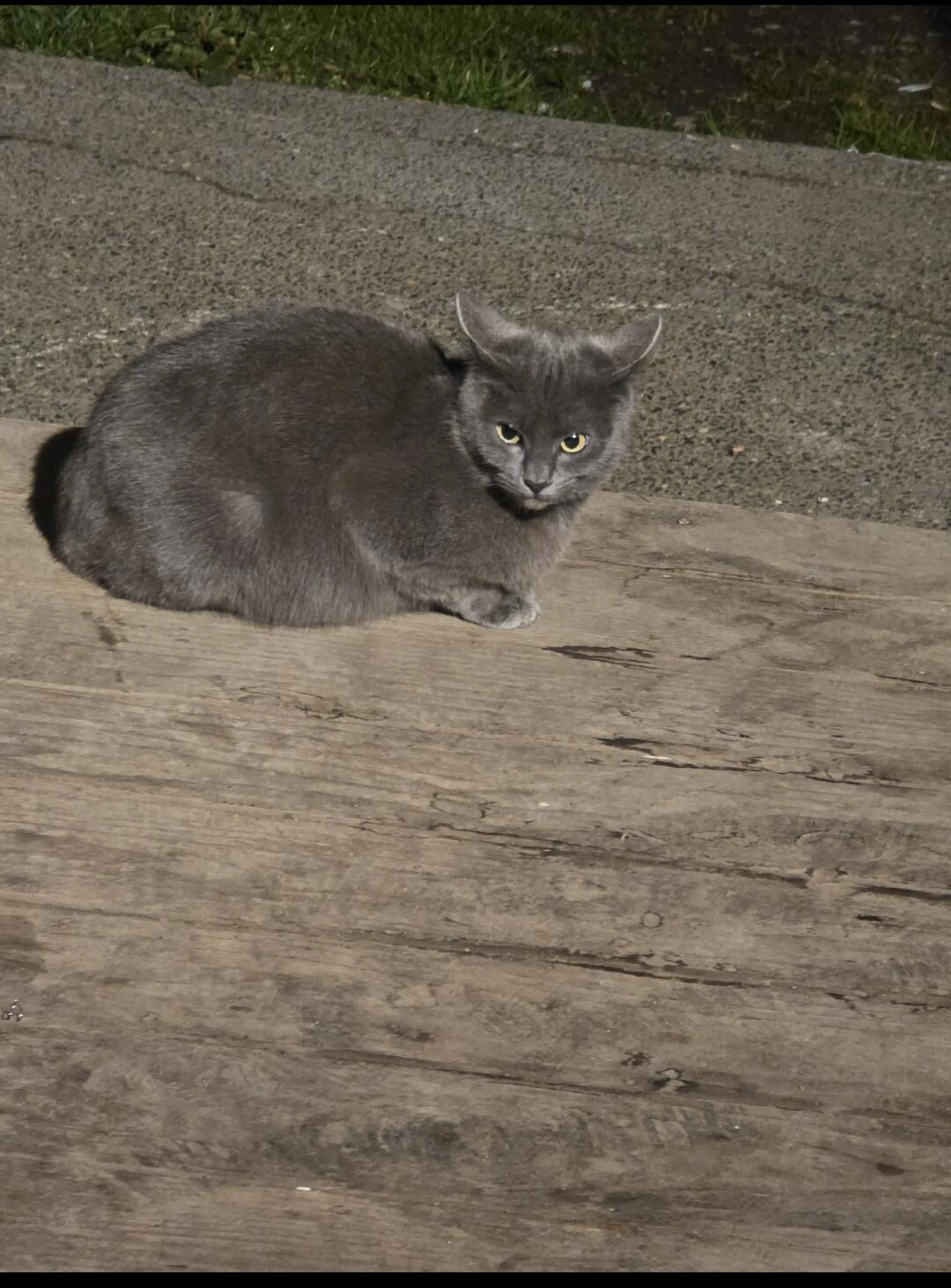 Lost pet