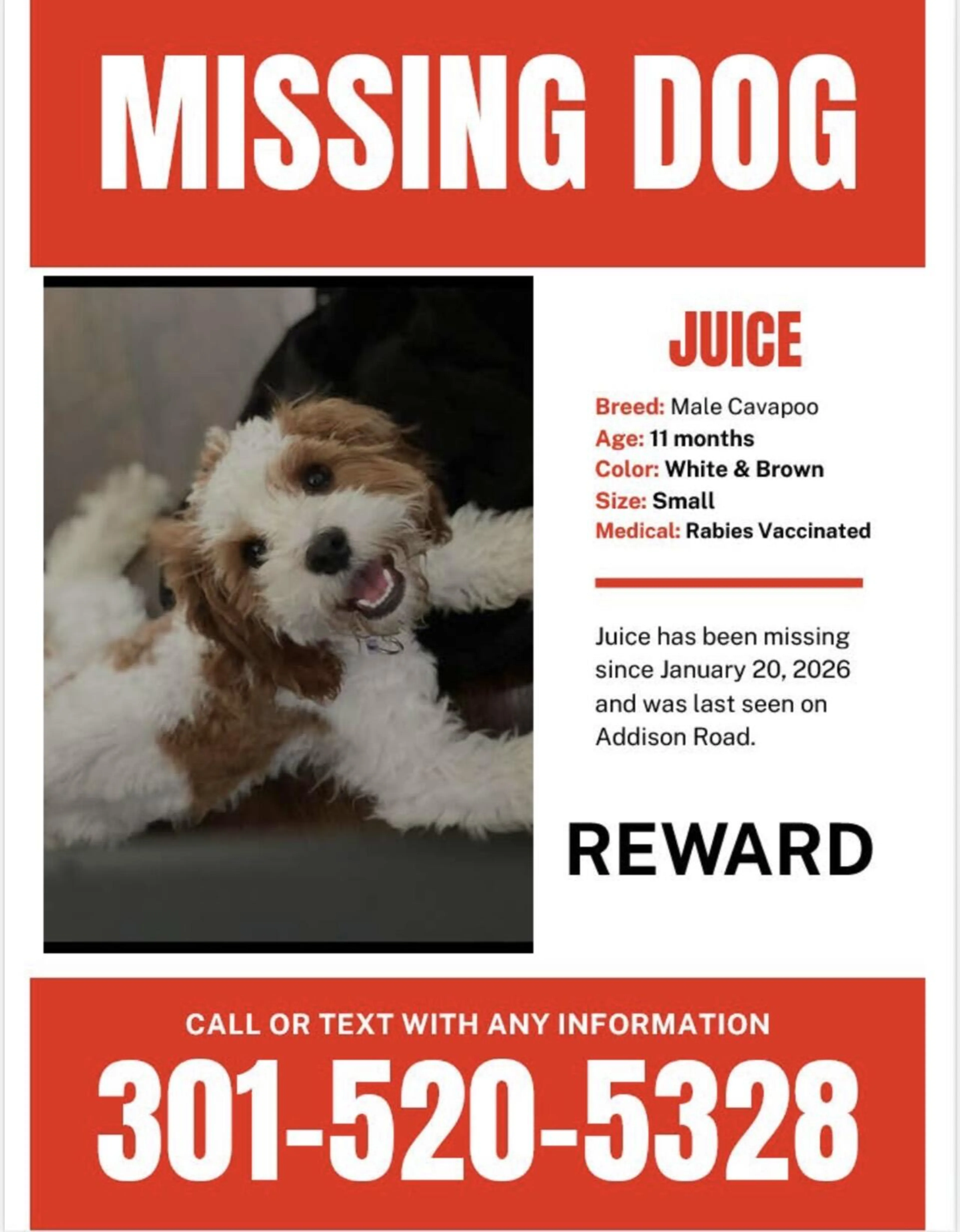 Lost pet