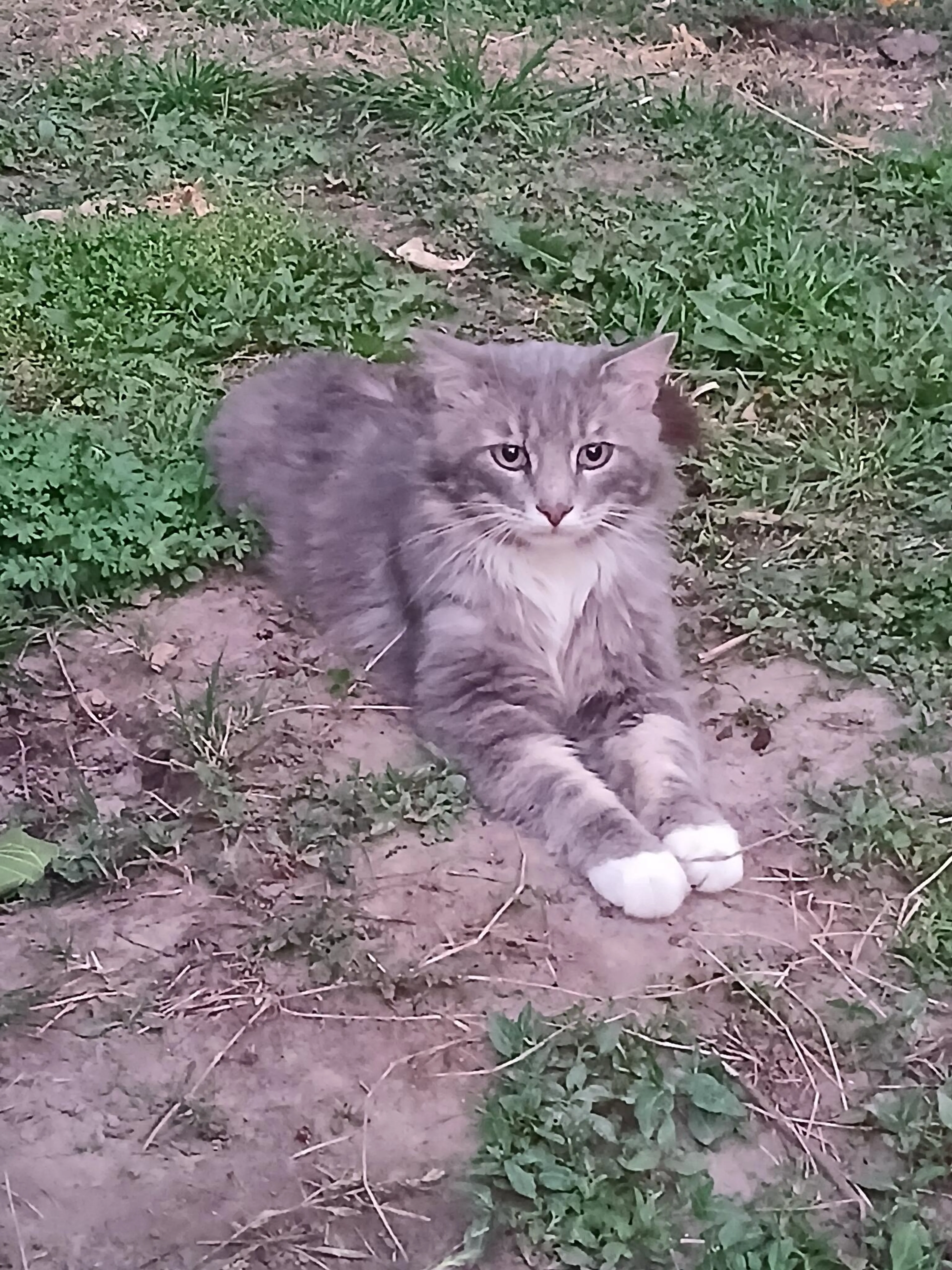 Found pet