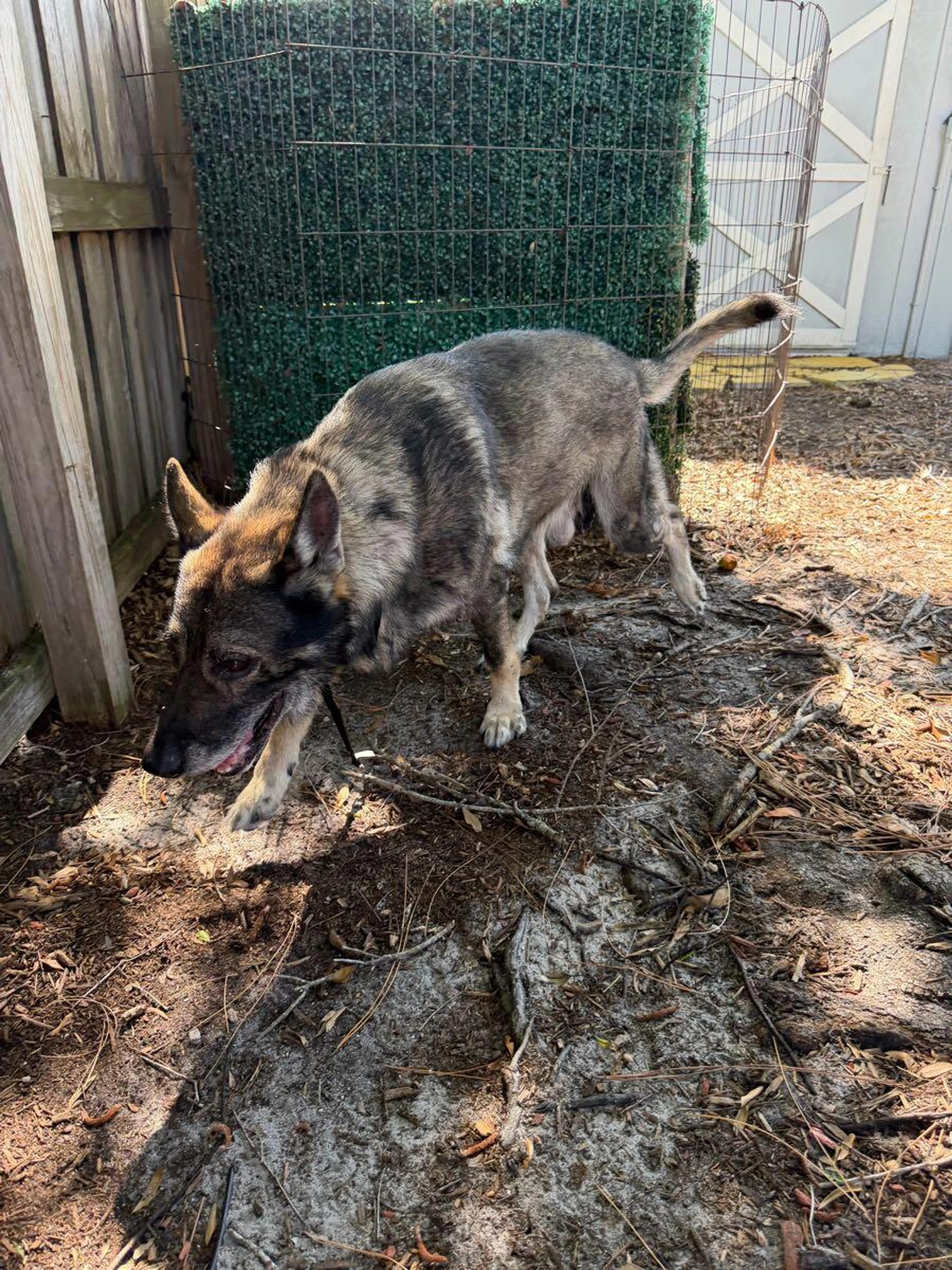Lost pet