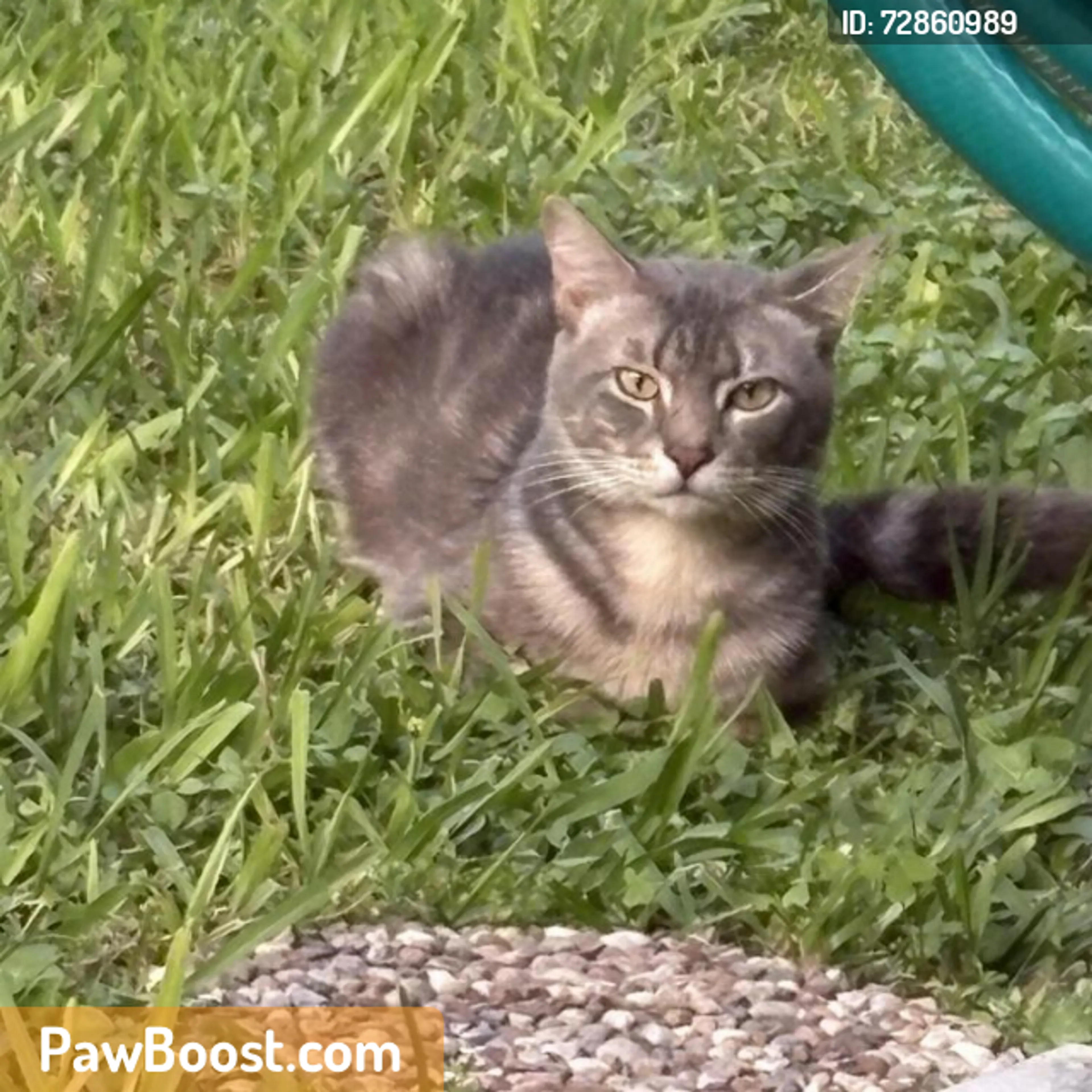 Found pet
