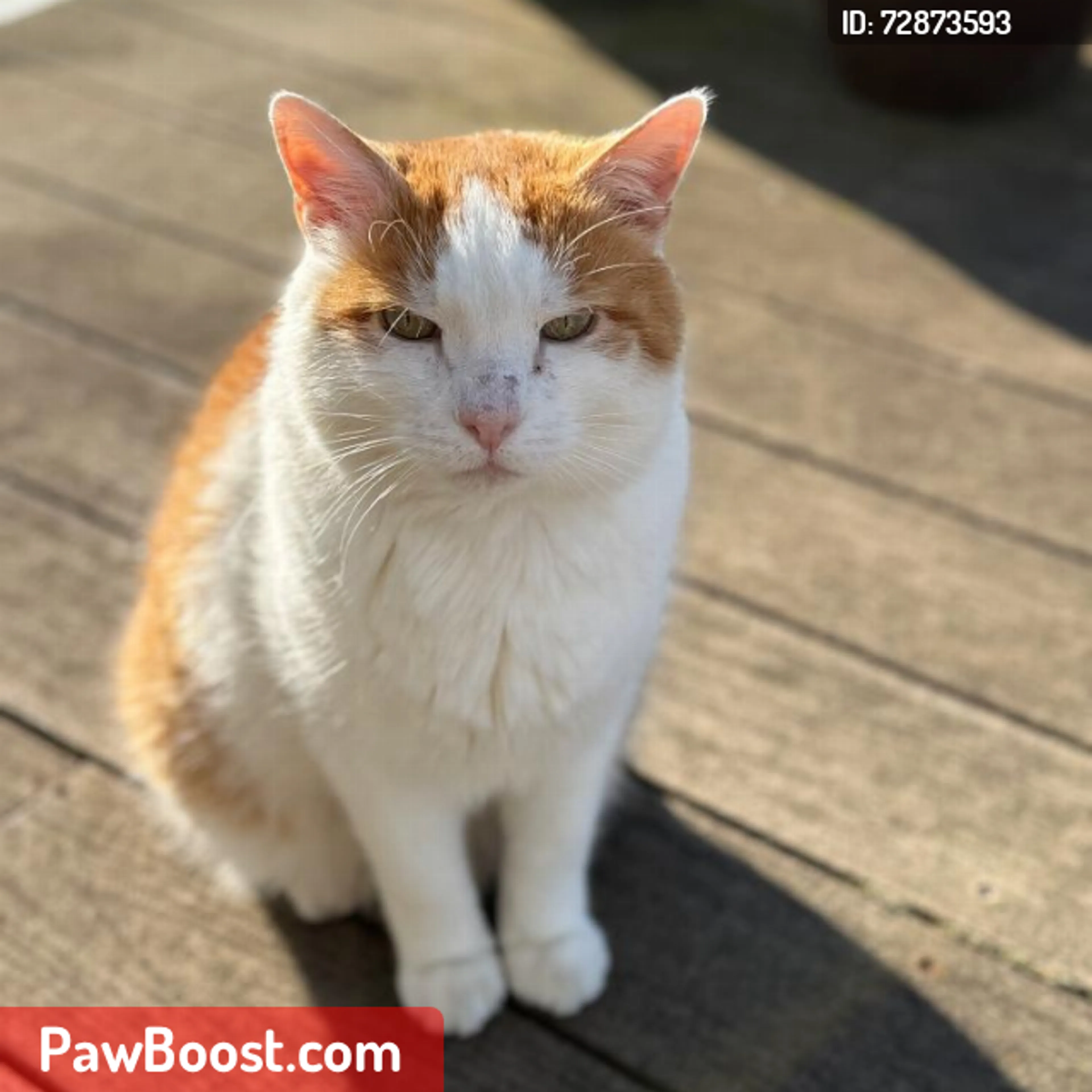 Lost pet