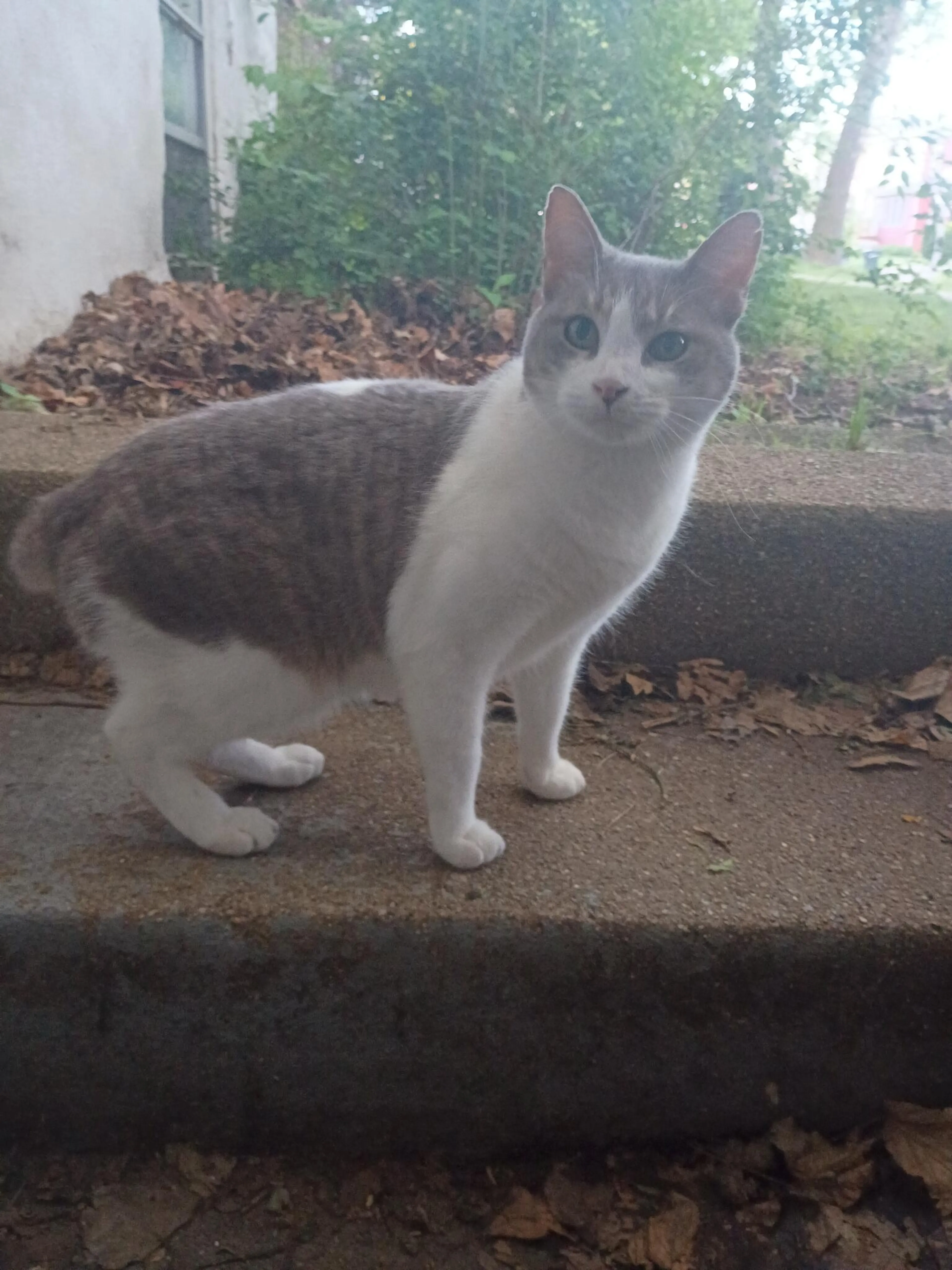 Found pet