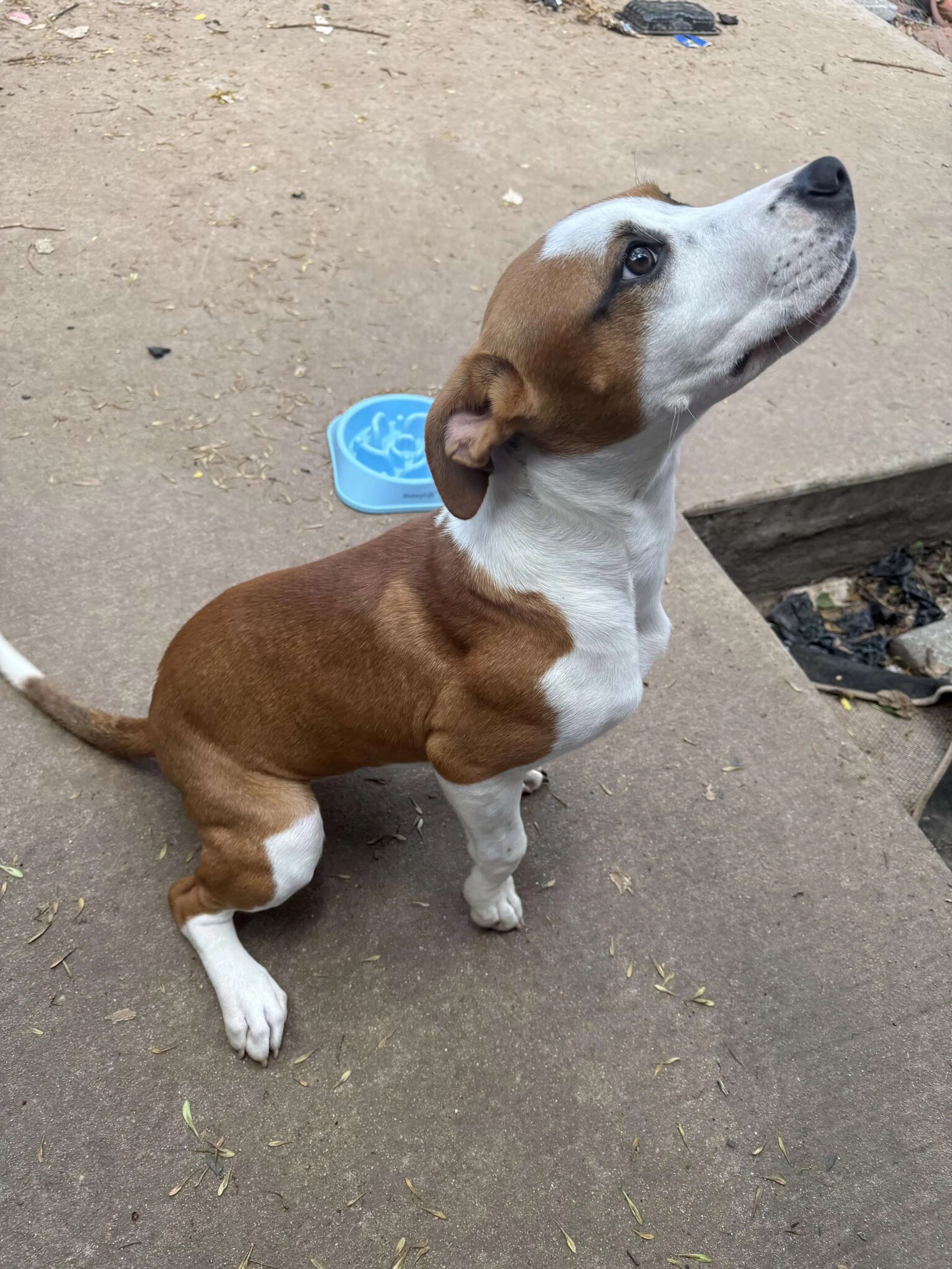 Lost pet