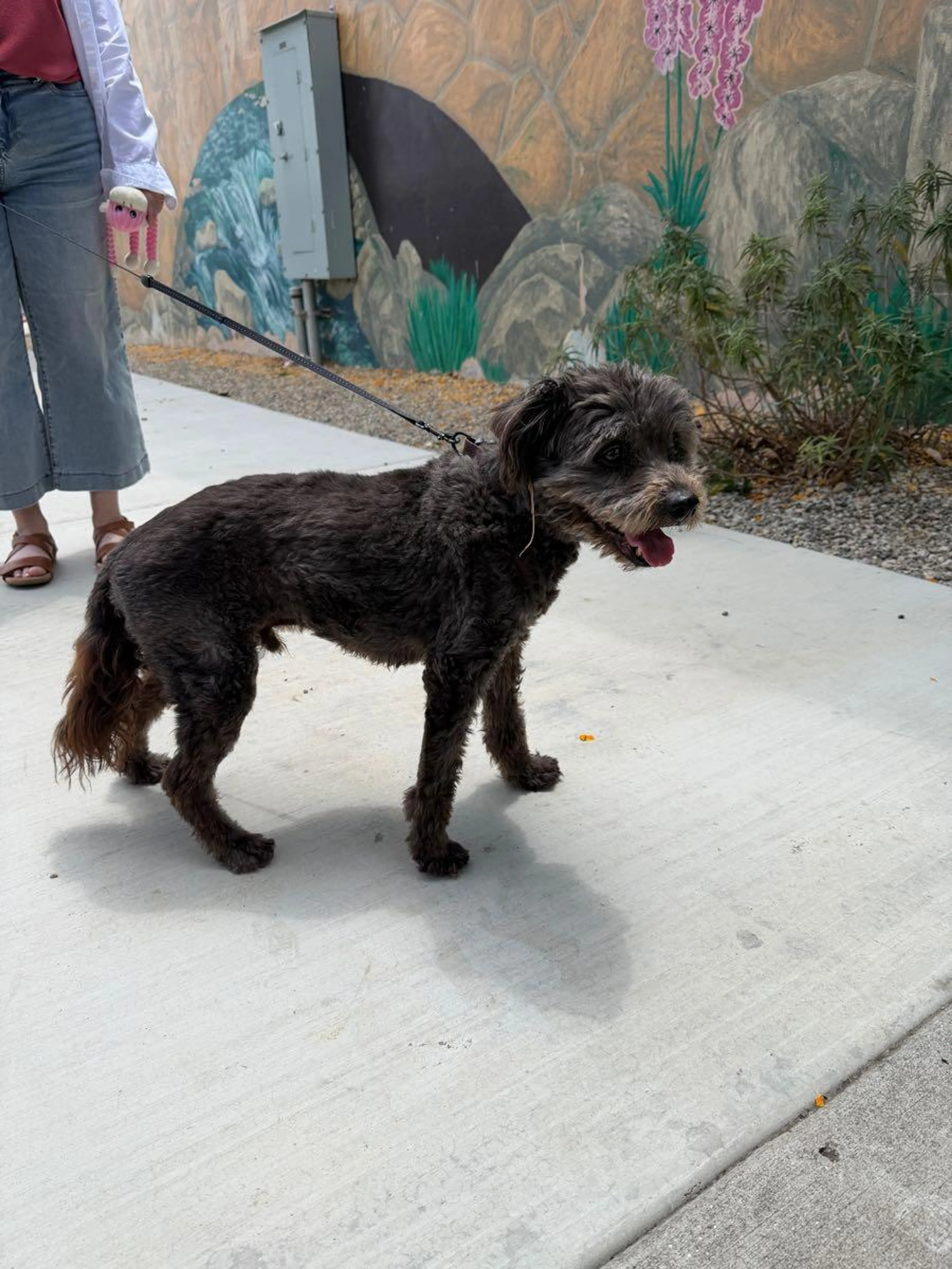 Found pet