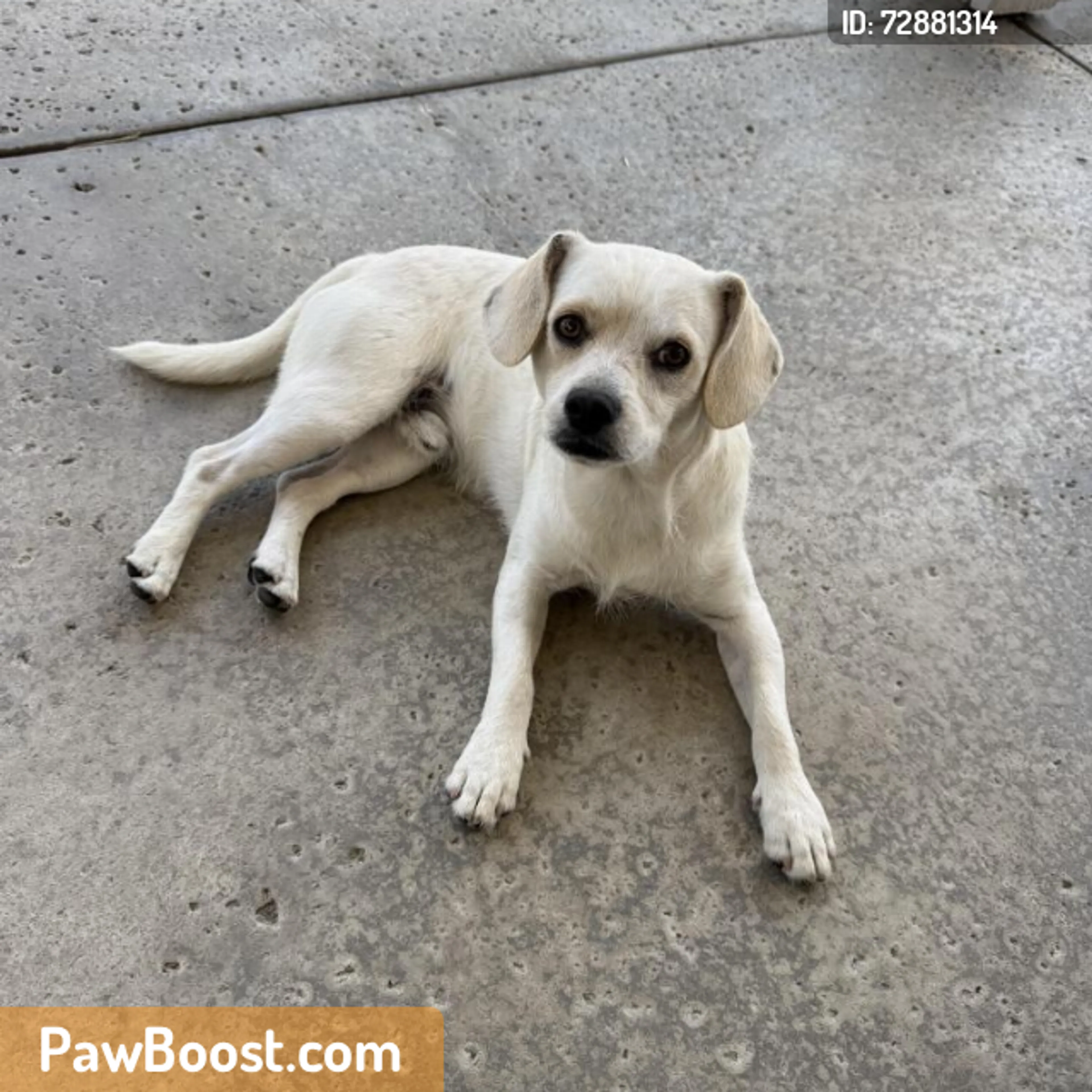 Found pet