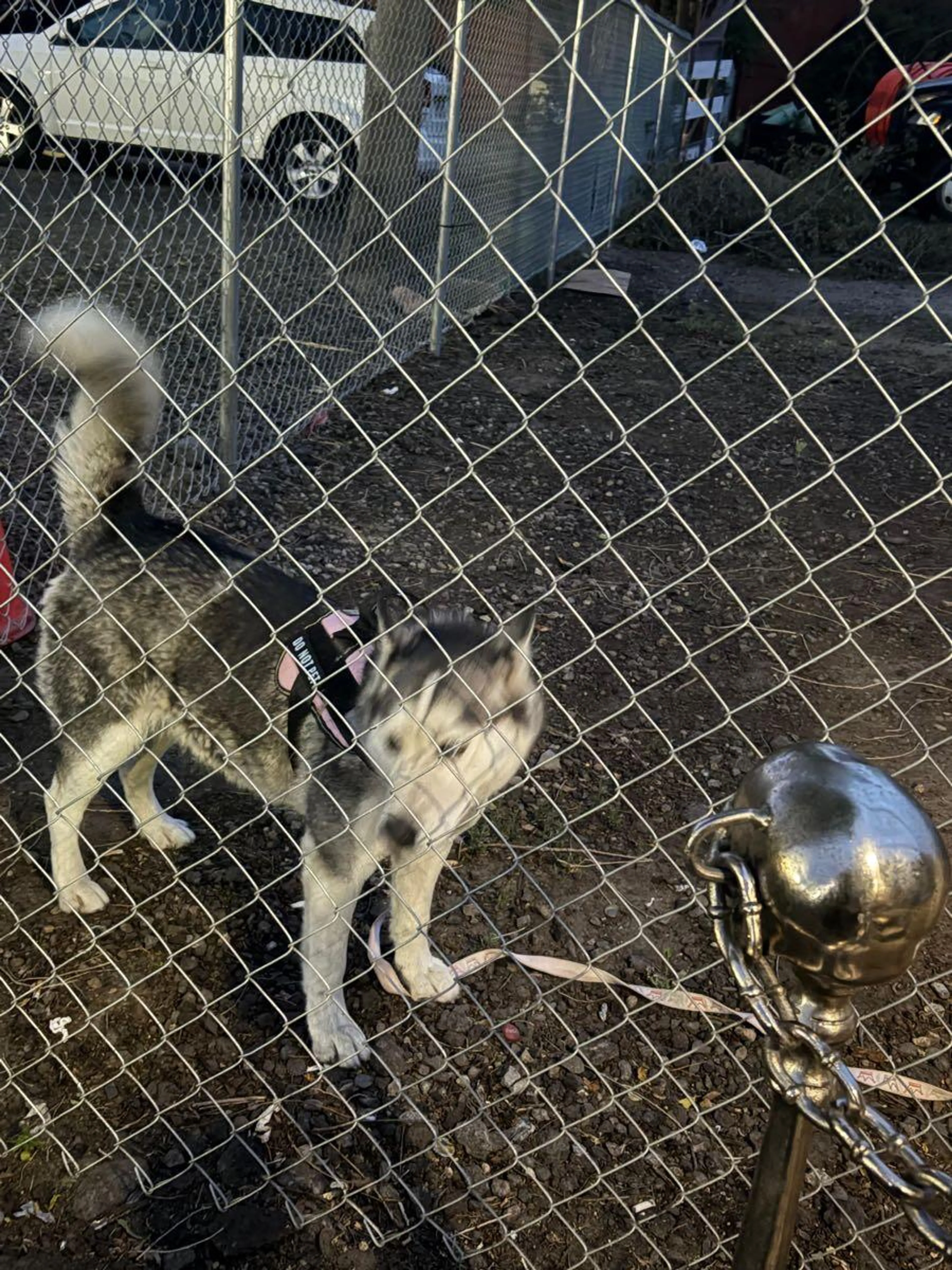 Found pet