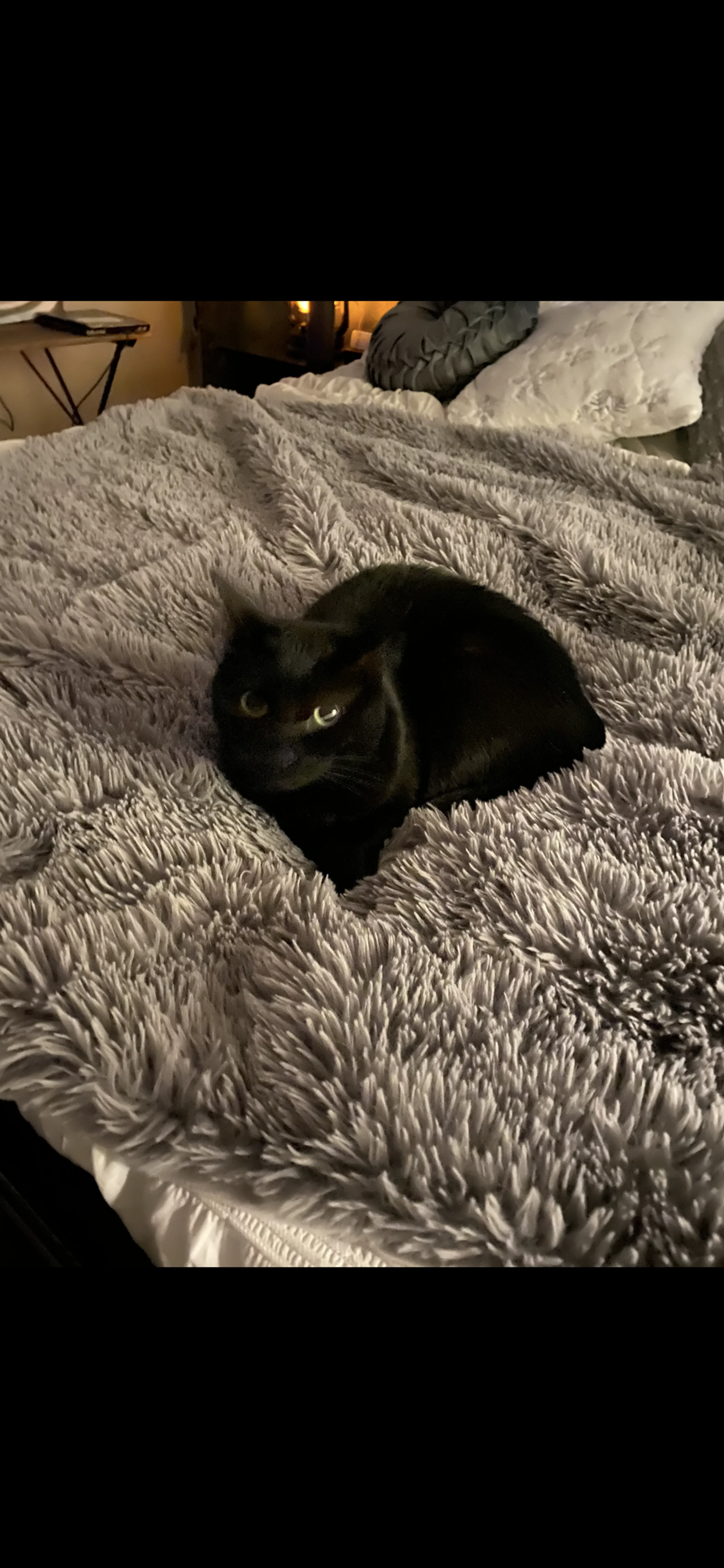 Lost pet