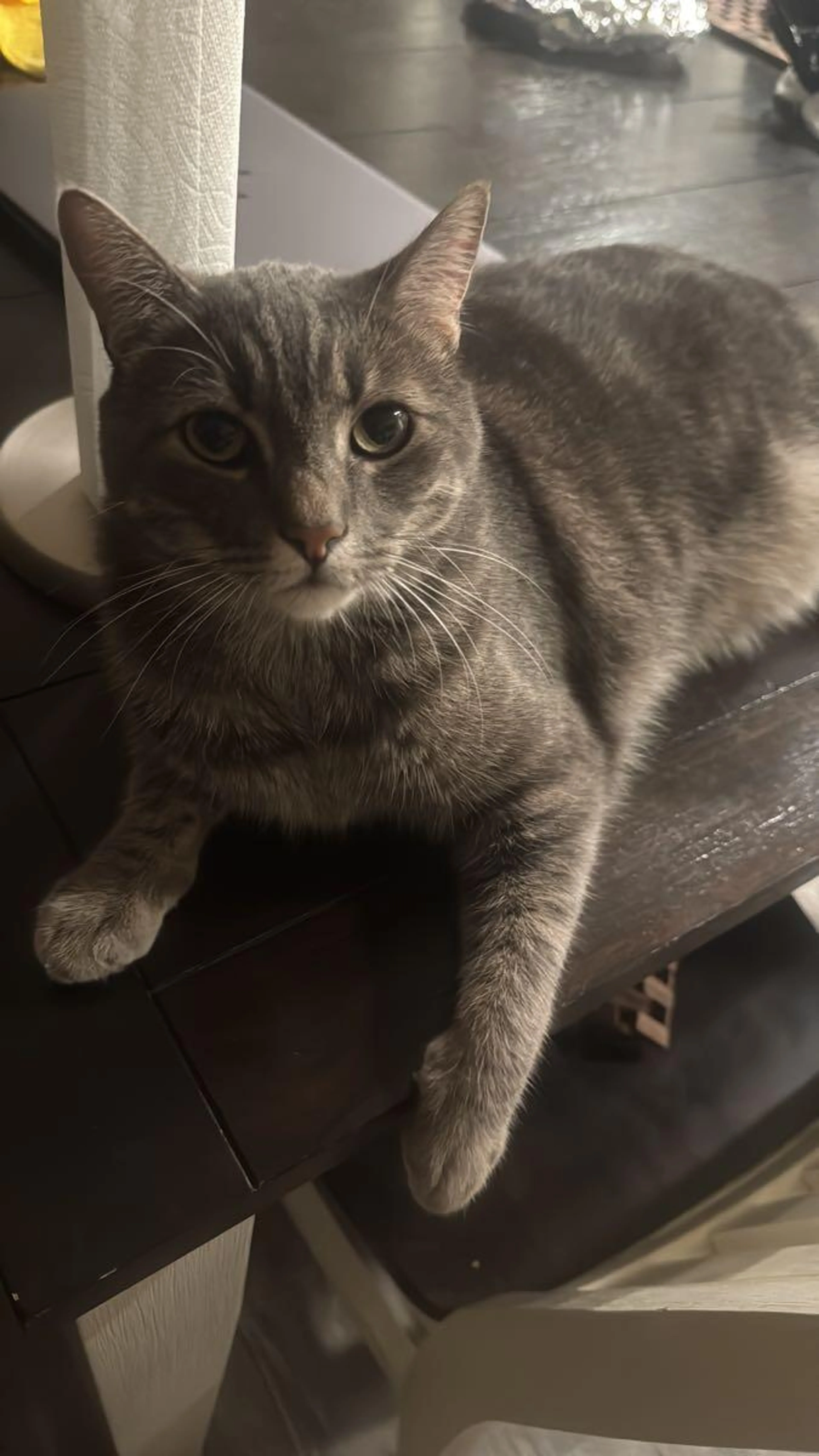 Lost pet