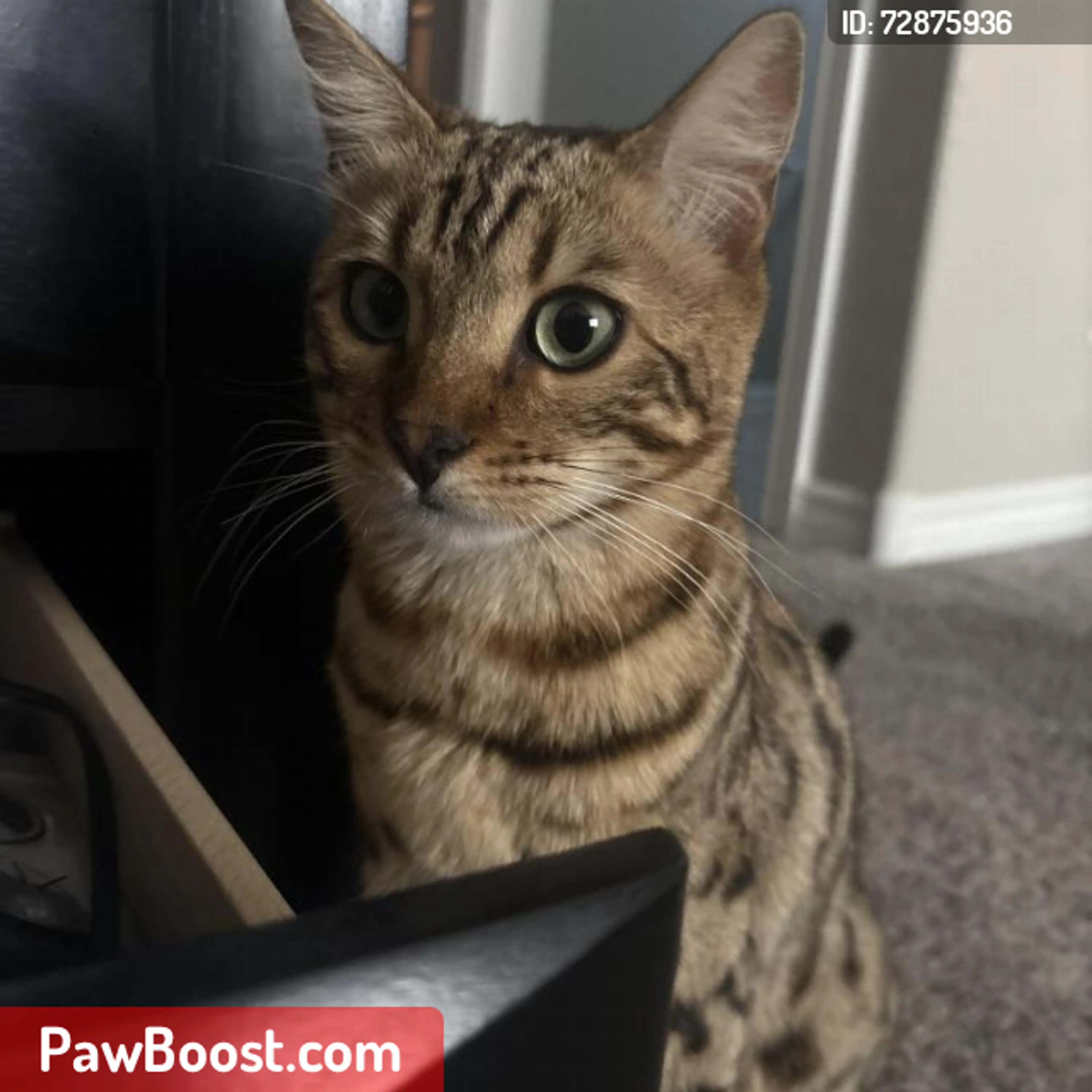 Lost pet