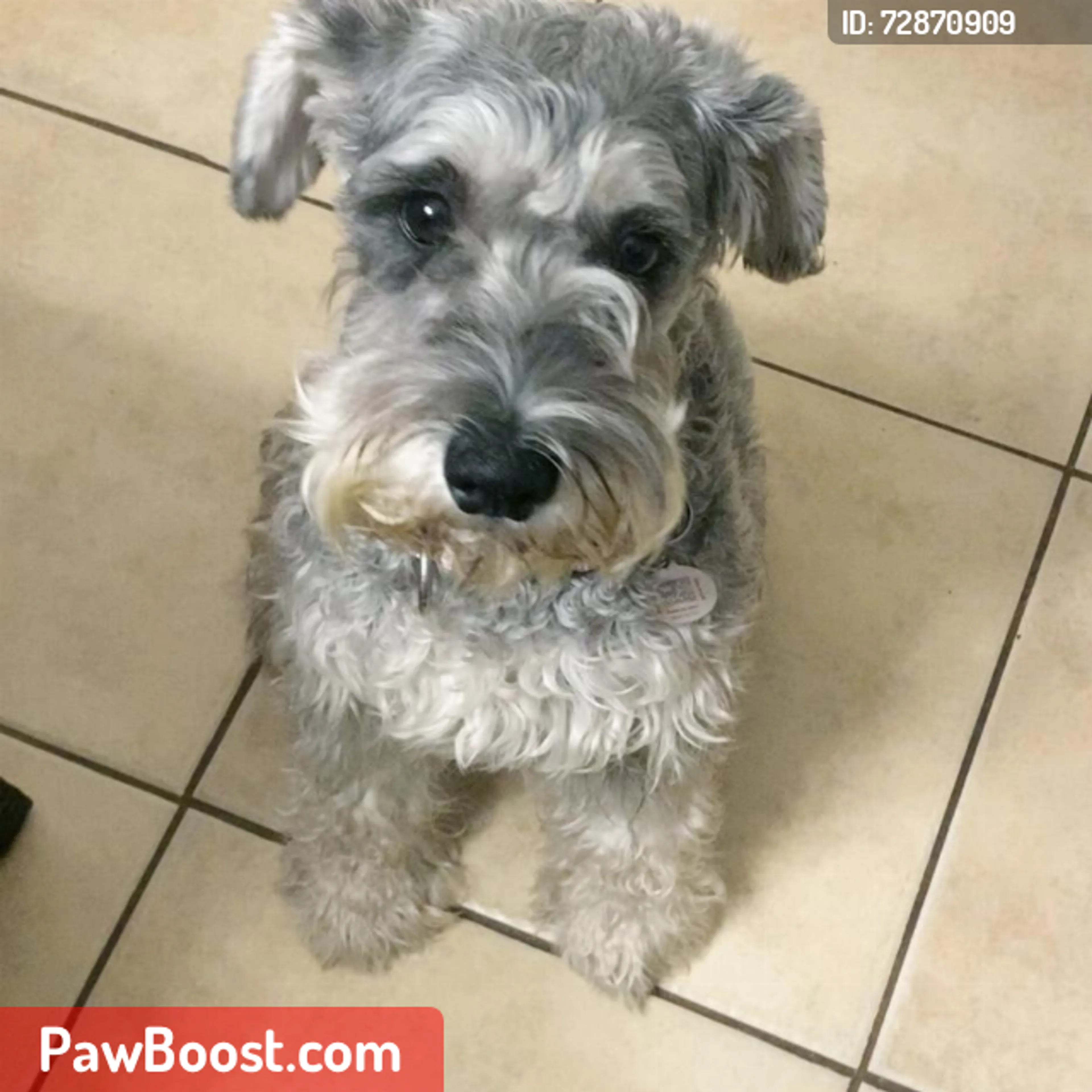 Lost pet