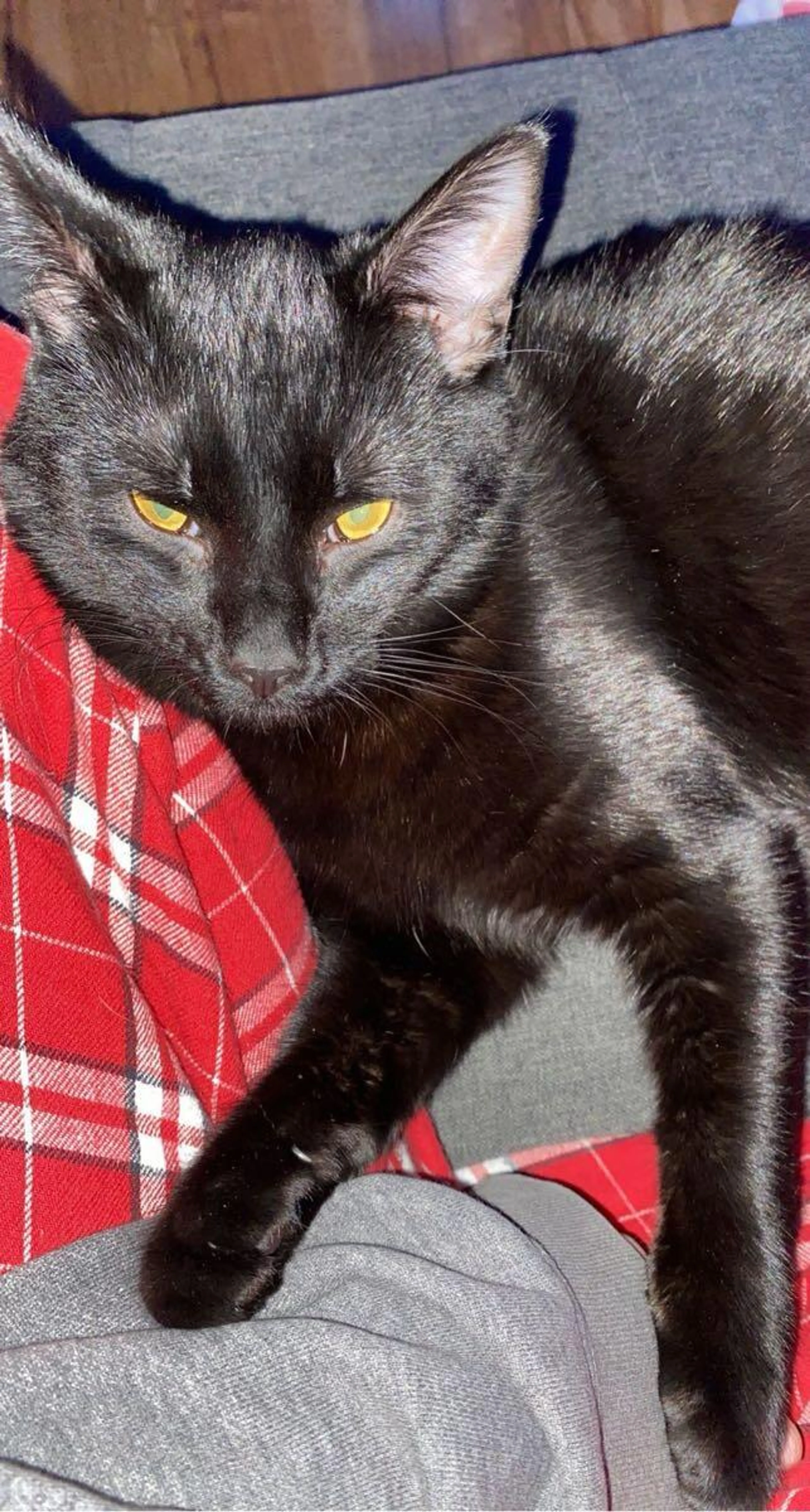 Lost pet