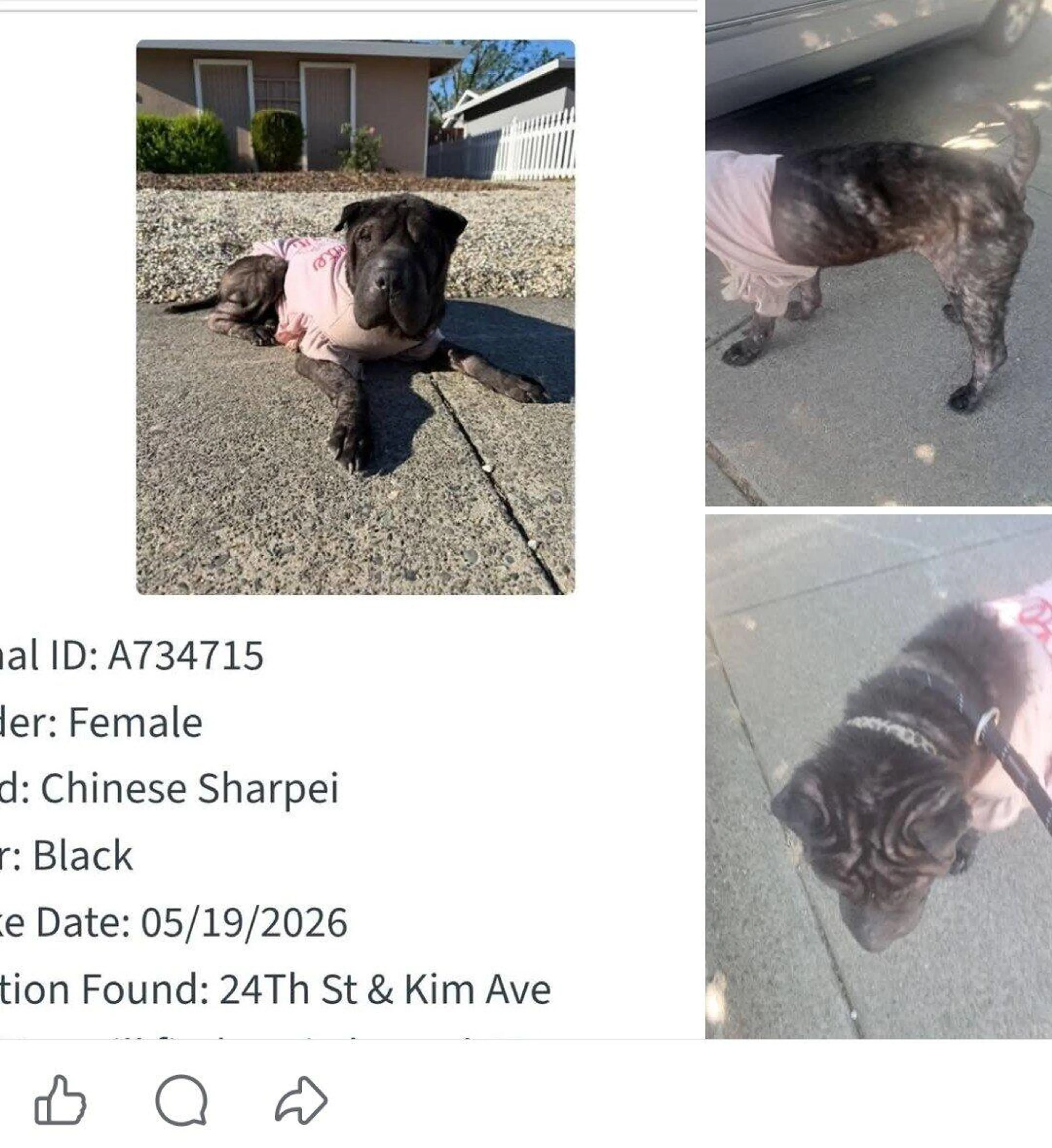 Found pet