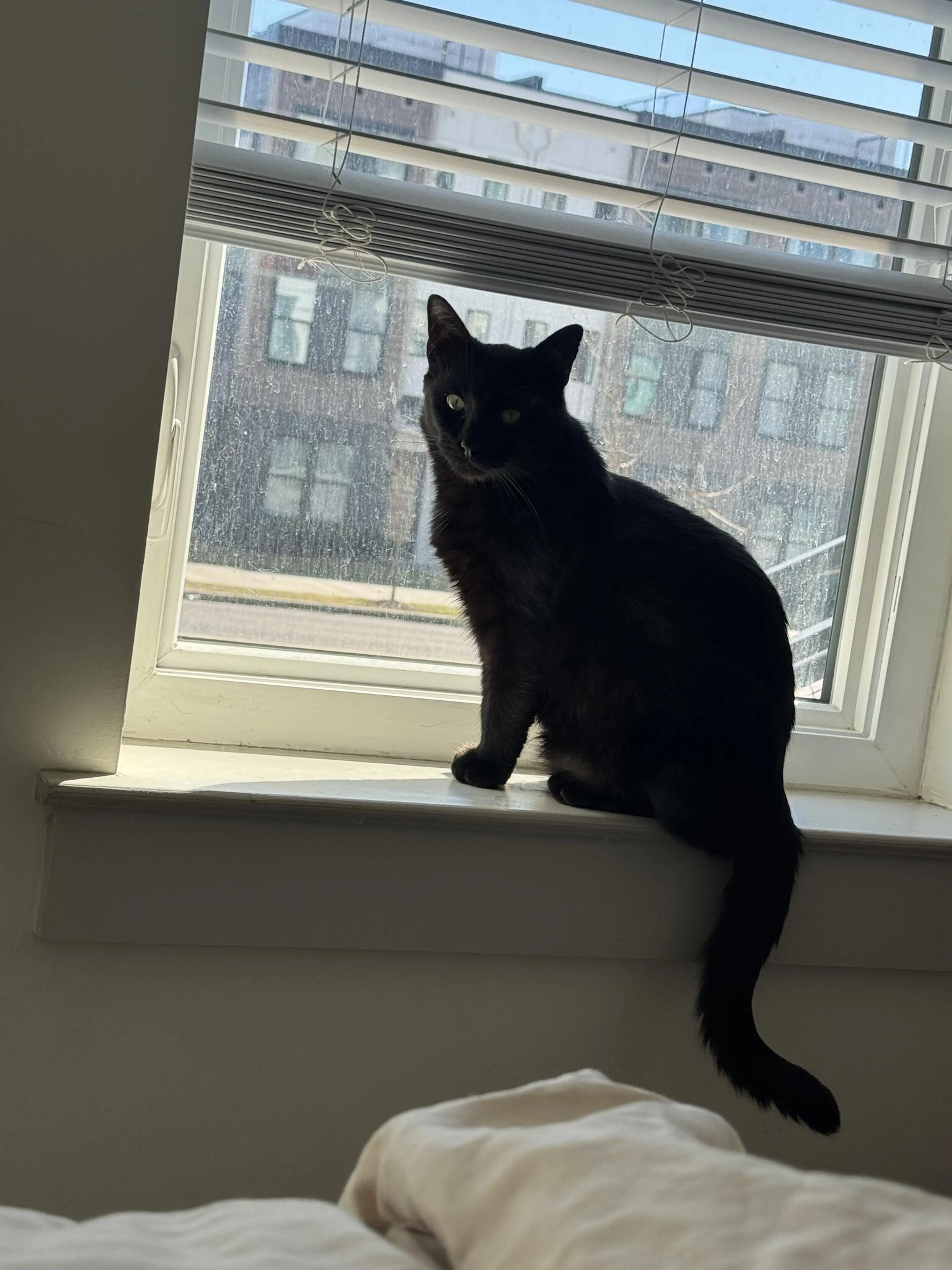 Lost pet
