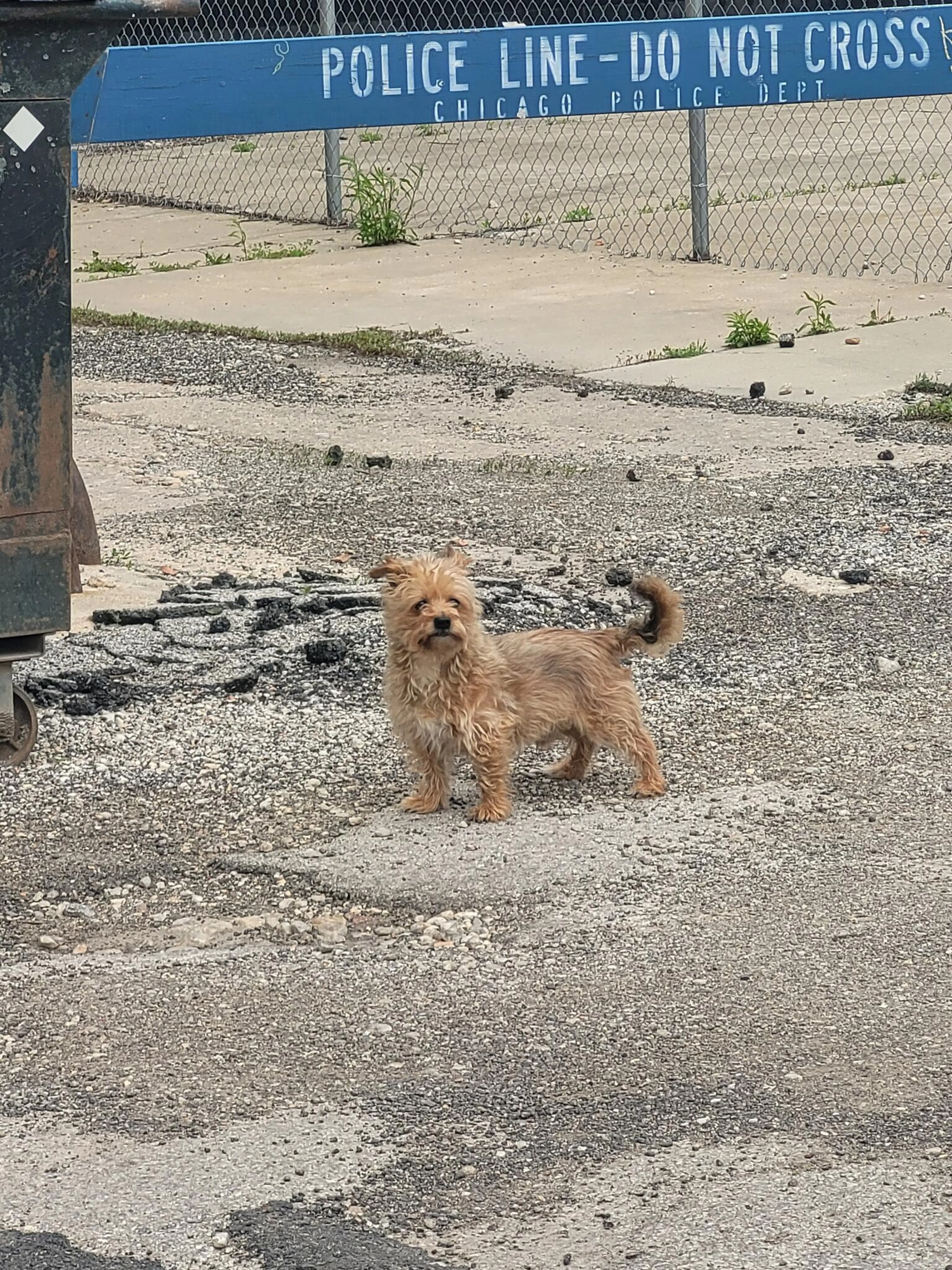 Found pet