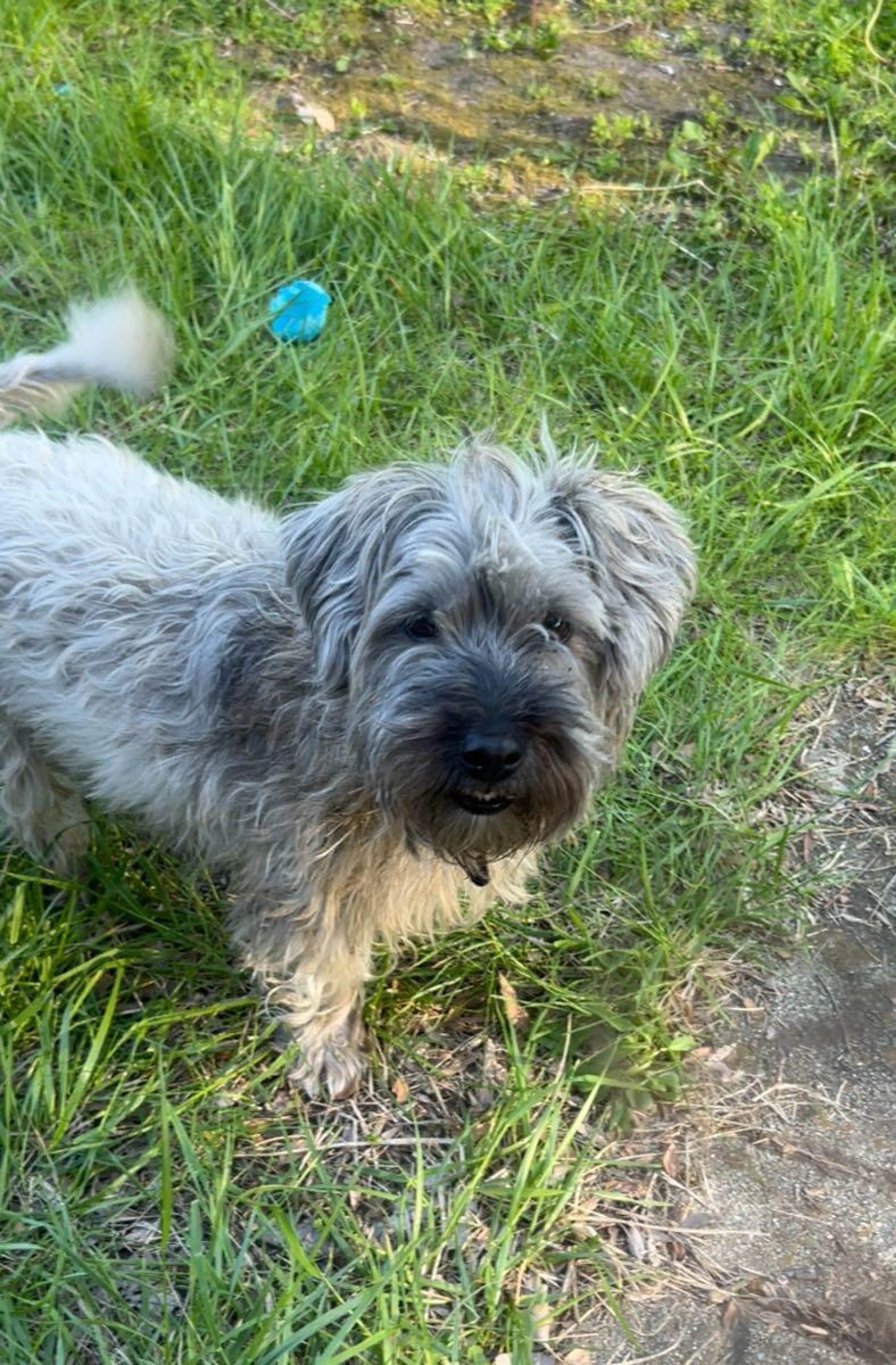 Found pet