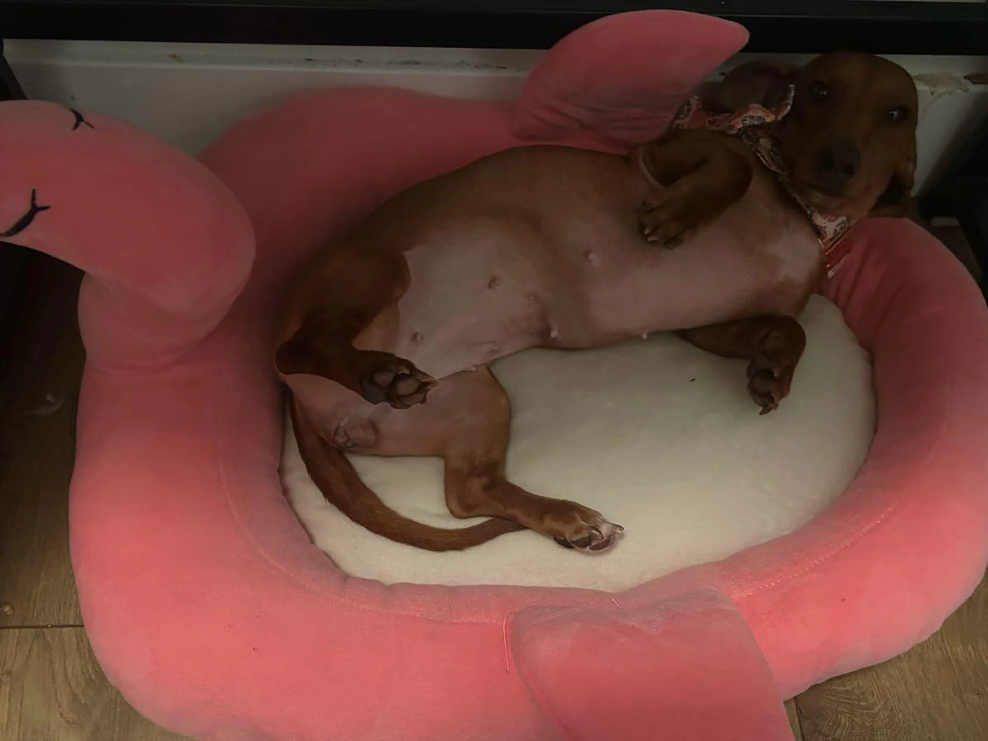 Lost pet