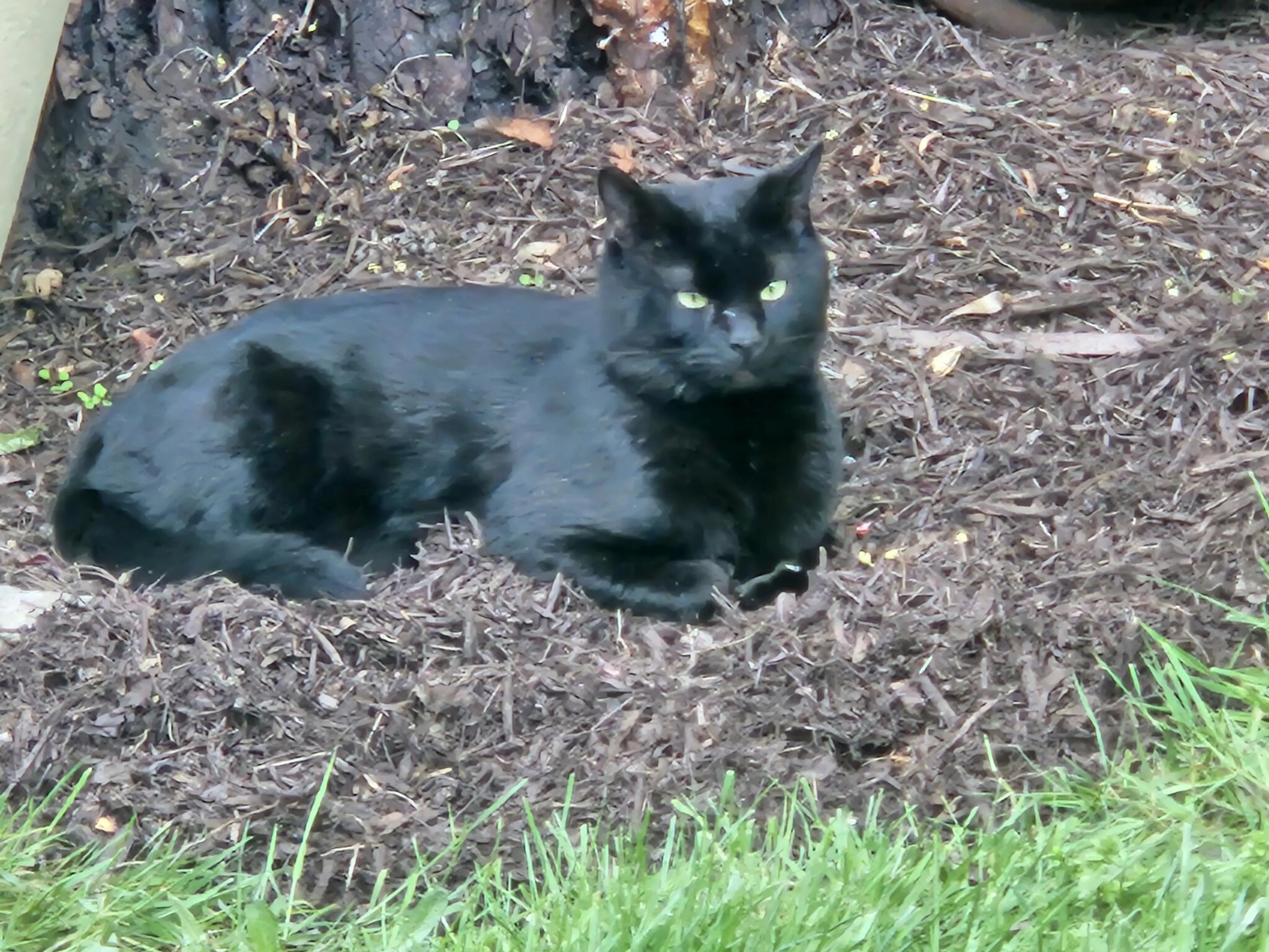 Lost pet