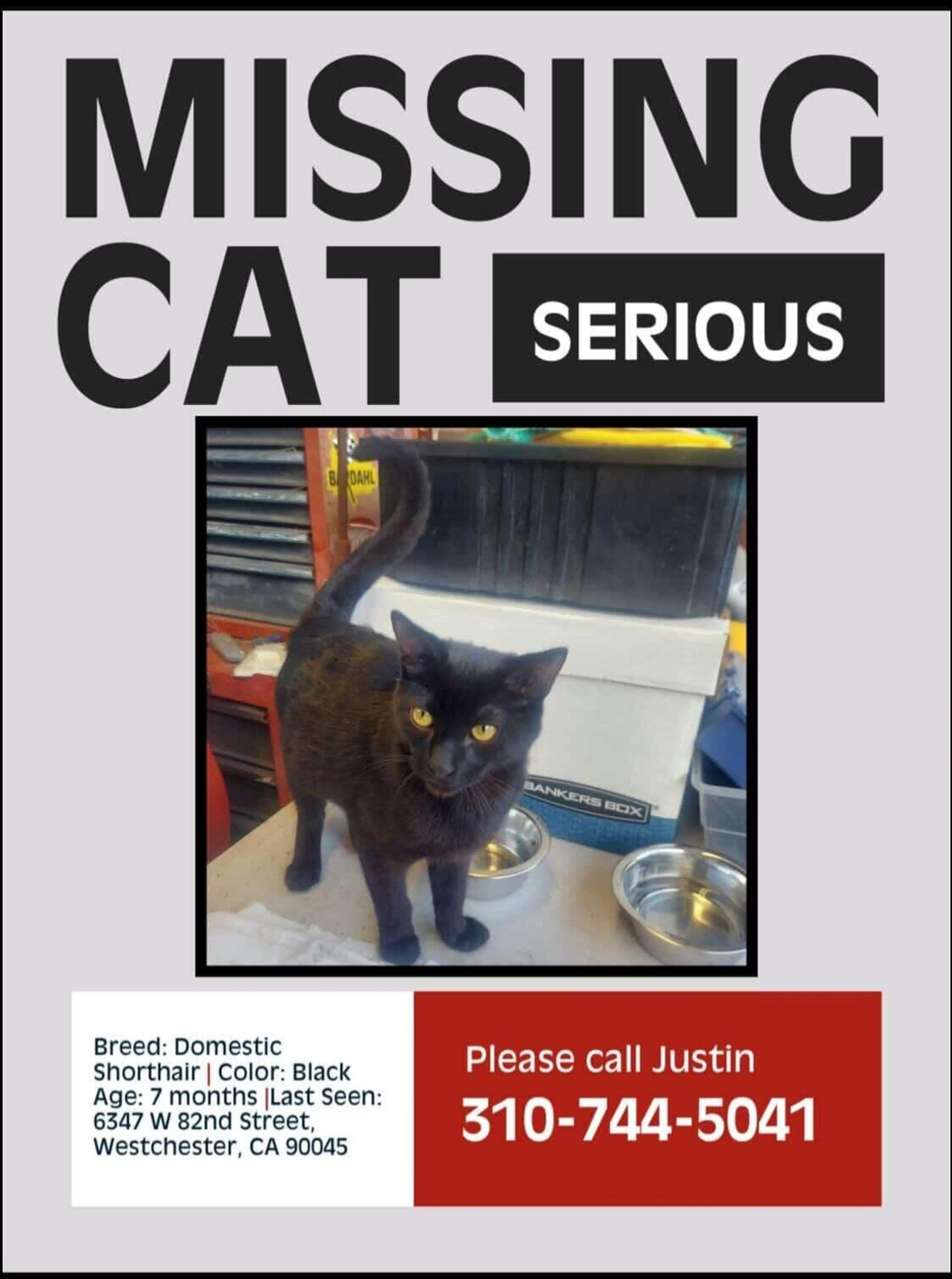Lost pet