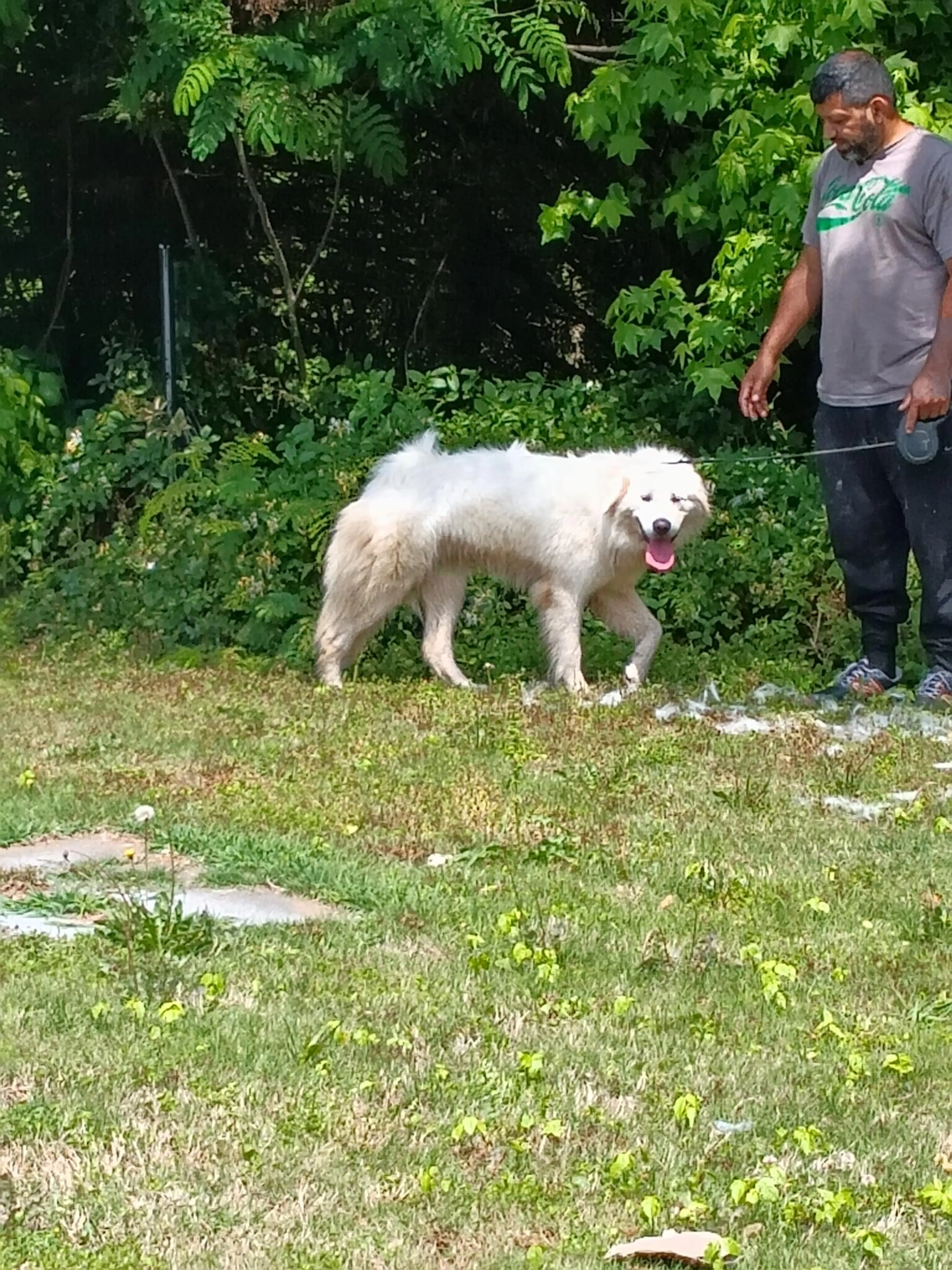 Found pet
