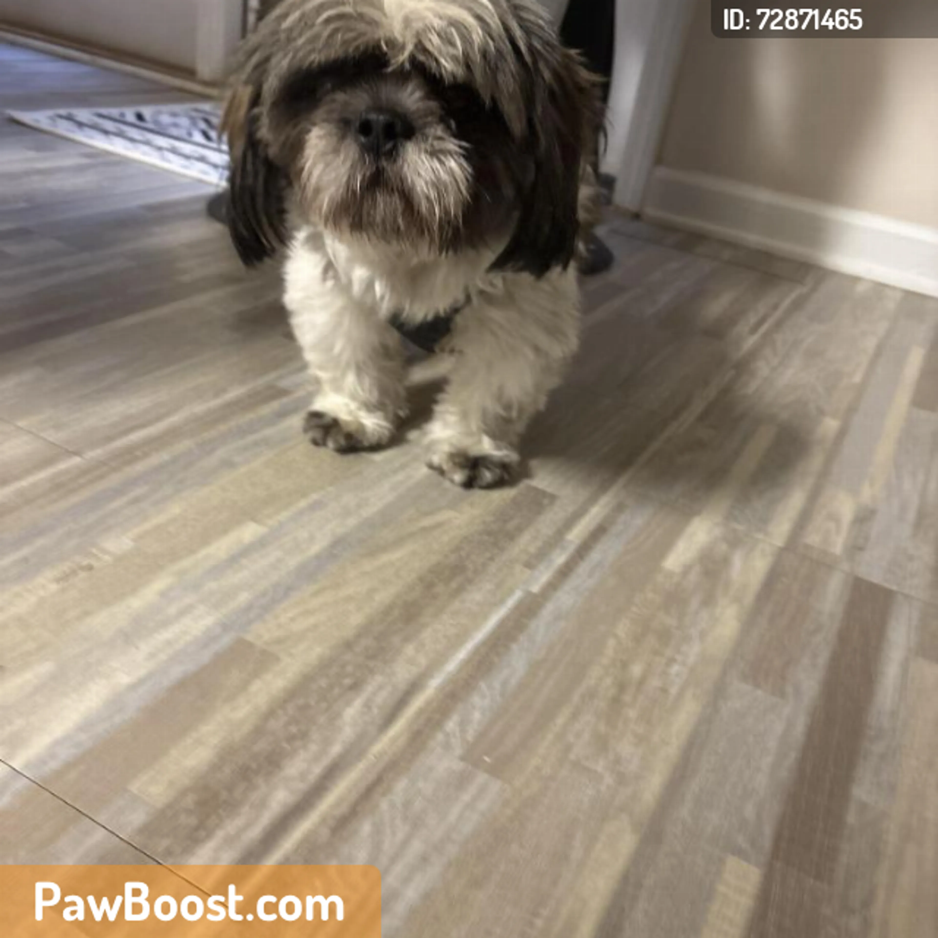 Found pet